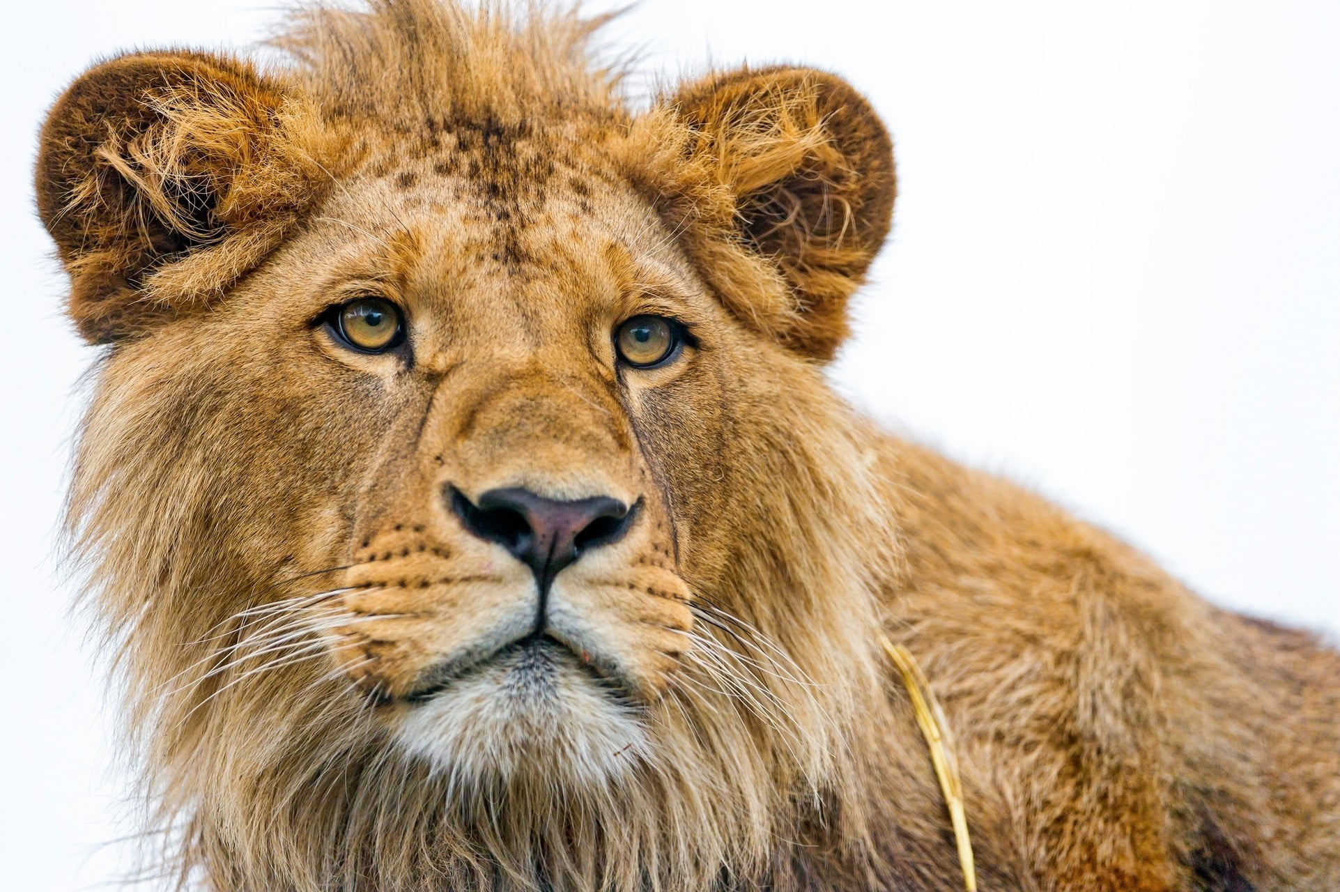 looking, animals And Pets, big Cat, lion, safari, safari Animals, wildlife, white Background, lion Cub, portrait, nature, eyes, mane, carnivore, vertebrate, HD Wallpaper