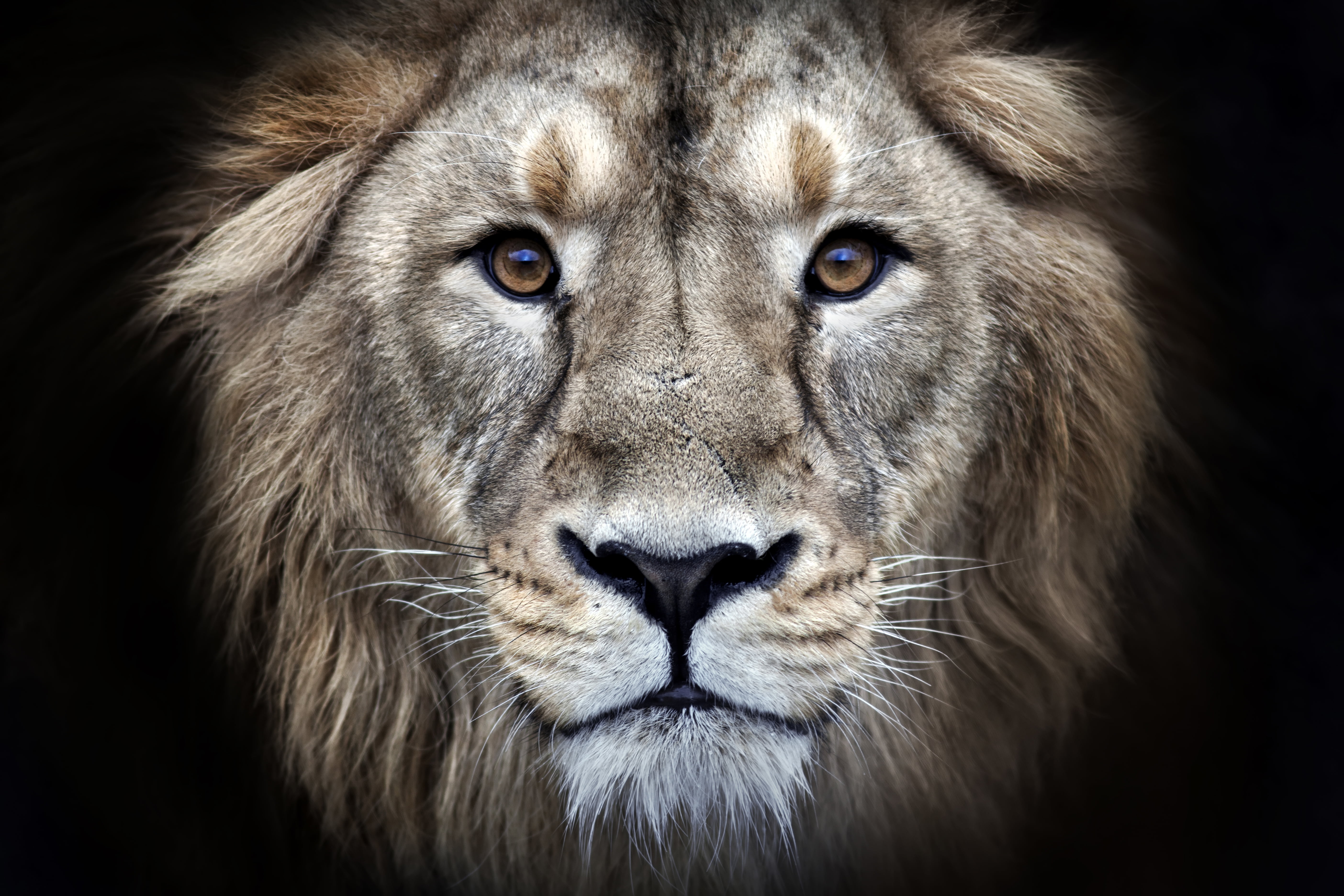 5K, Face, Wildlife, Stare, Big Cat, predator (Animal), Cats, Lion, HD Wallpaper