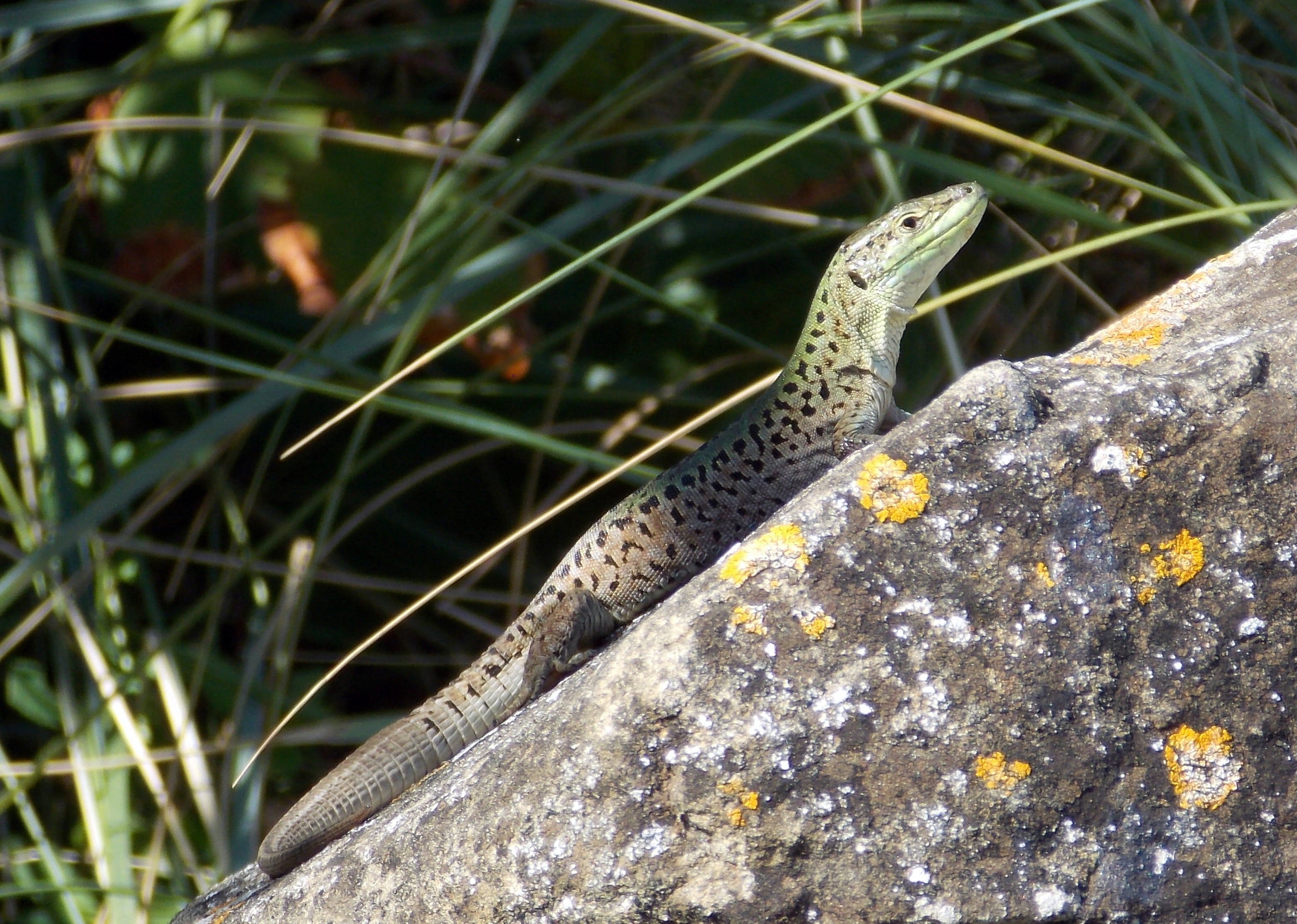 green, nature, no people, close-up, animal, grass, shed lizard, solid, reptile, one animal, terrestrial vertebrates, stone, rock, outdoors, sun, plant, HD Wallpaper