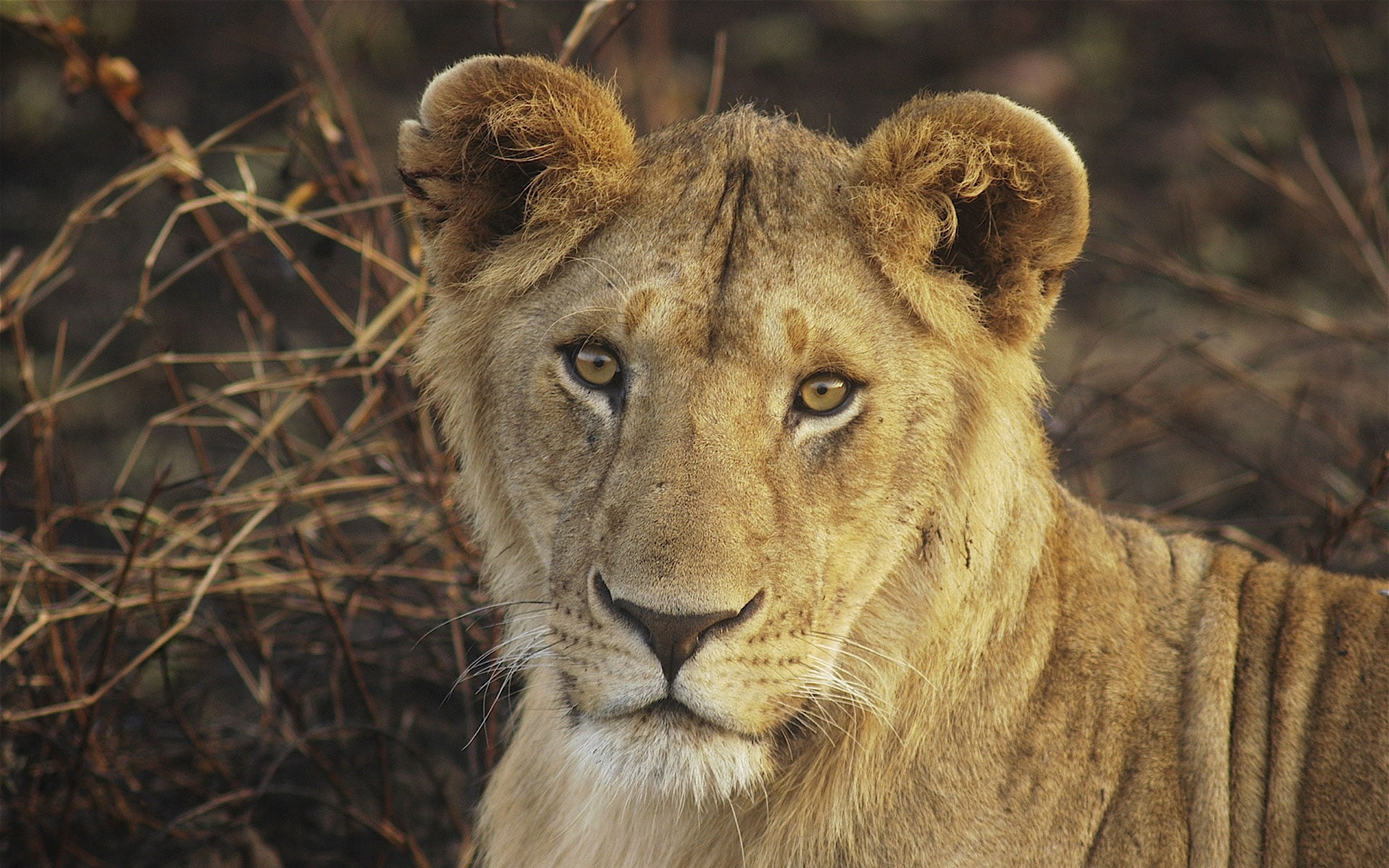 face, outdoors, cat, feline, looking at camera, nature, africa, serengeti National Park, animals Hunting, large, carnivore, endangered Species, female Animal, HD Wallpaper