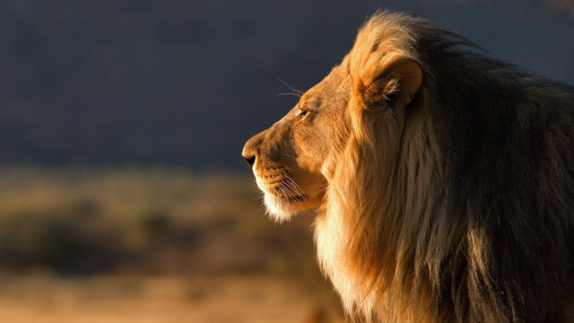 Lion, Summer, close, 1080P, Face, HD Wallpaper