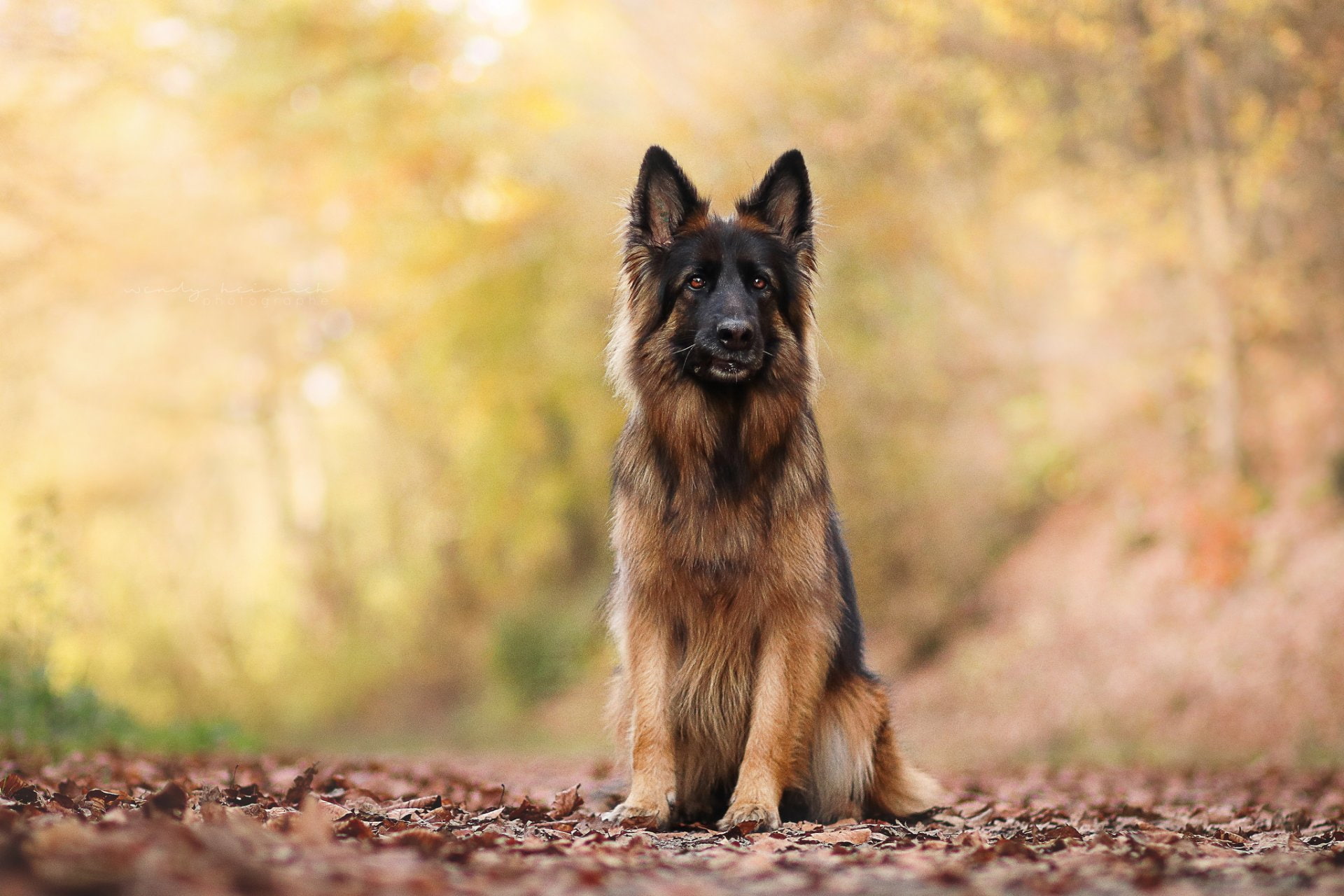 Dogs, 1080P, German Shepherd, HD Wallpaper