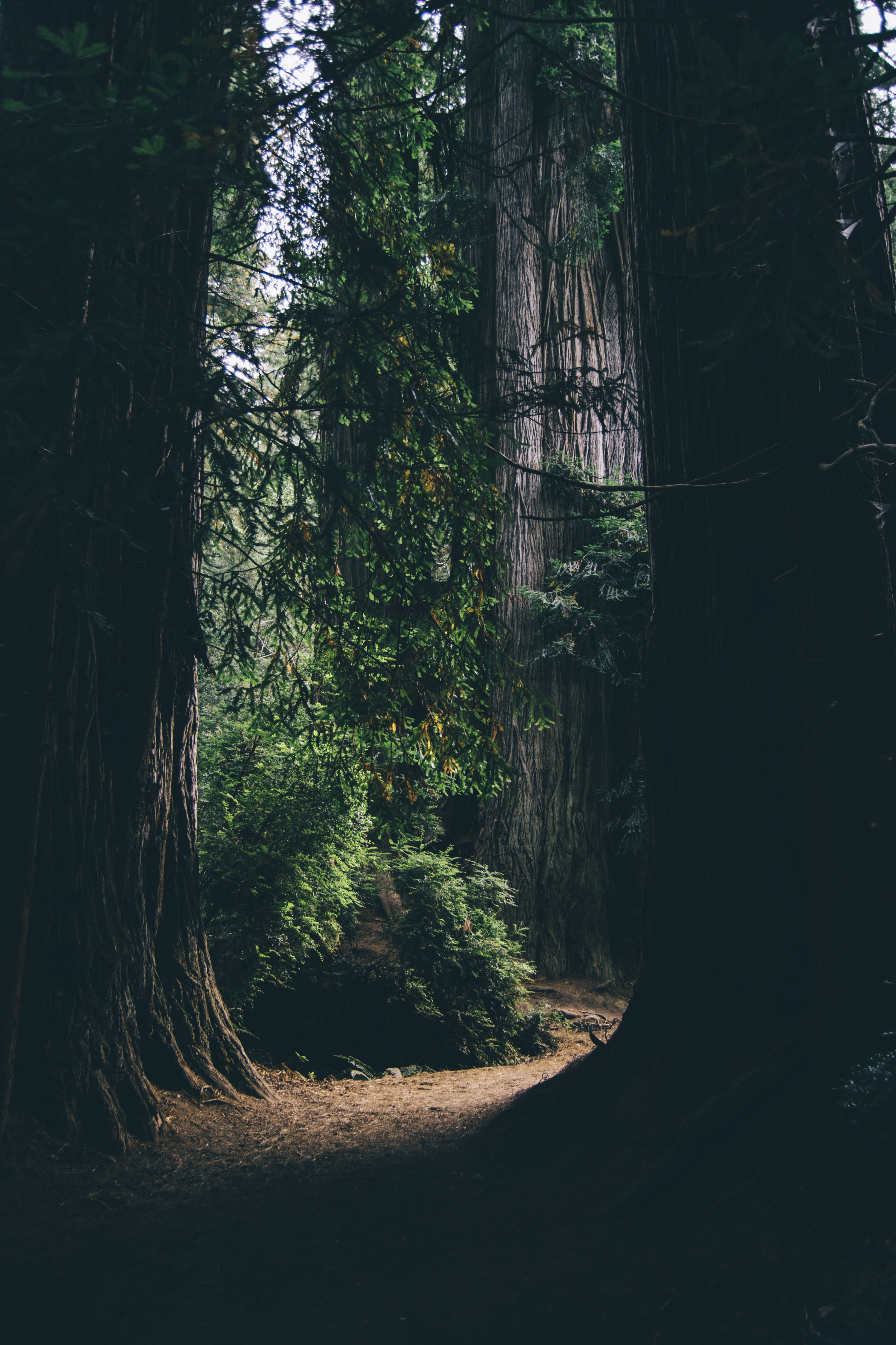 grove, sunlight, vegetation, direction, plant, low, growth, non-urban scene, the way forward, path, trail, redwood, trunk, tree, tranquility, abies, green, Phone HD Wallpaper