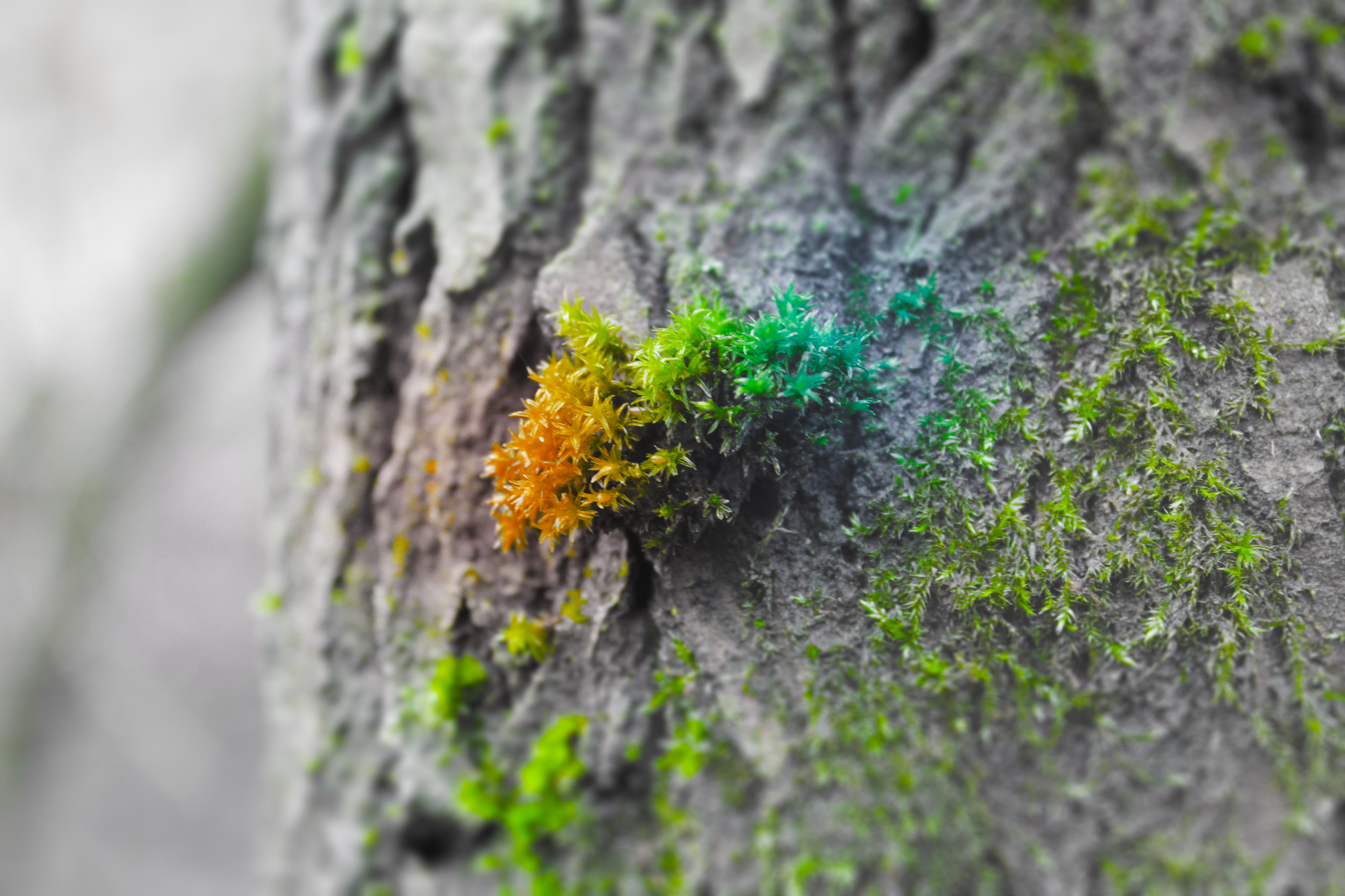 moss, tree bark, plants, low saturation, photography, 5K, nature, selective coloring, HD Wallpaper