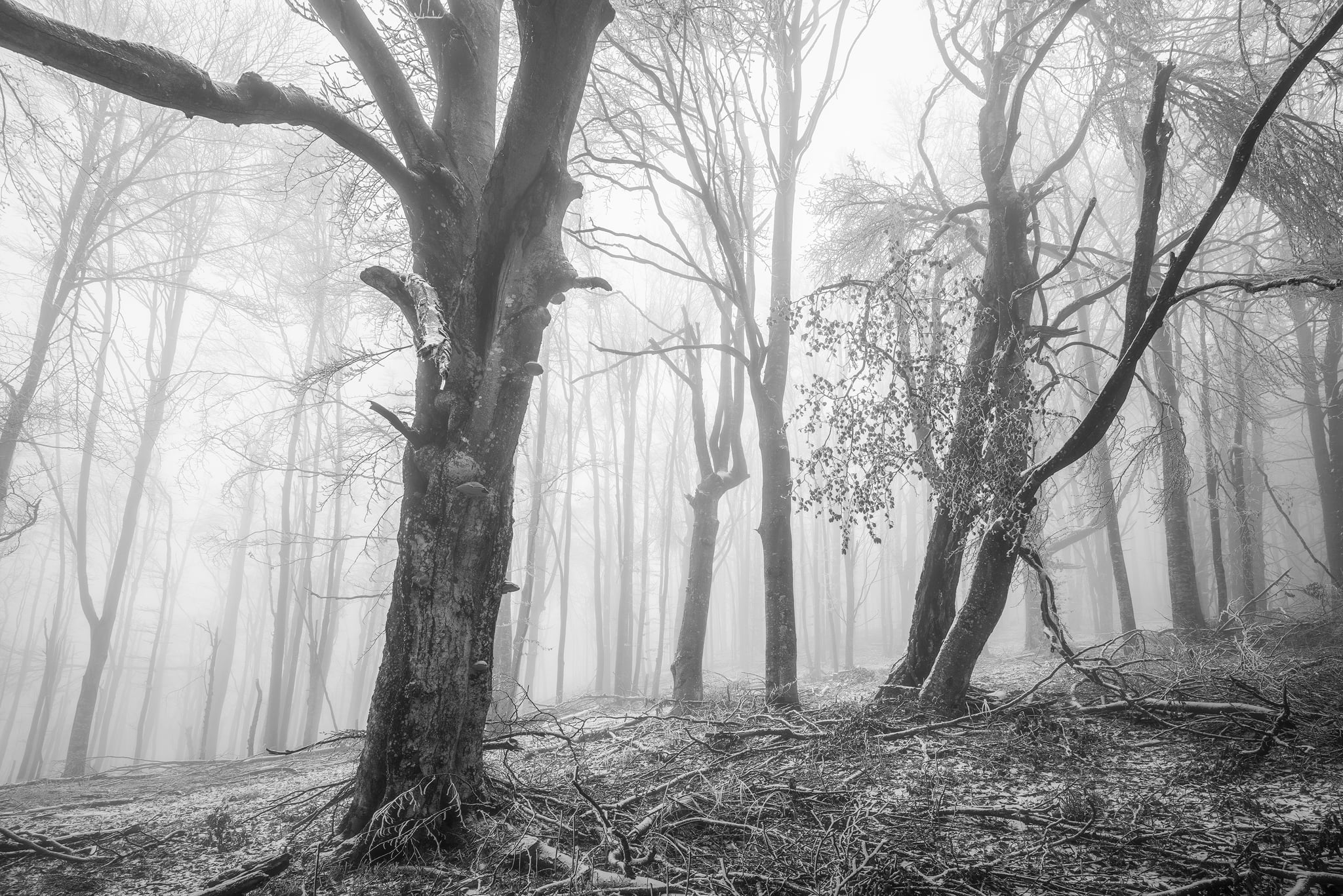 photography, Andras Szabo Zsolt, outdoors, nature, mist, 1080P, monochrome, low saturation, cold, trees, frost, winter, forest, HD Wallpaper