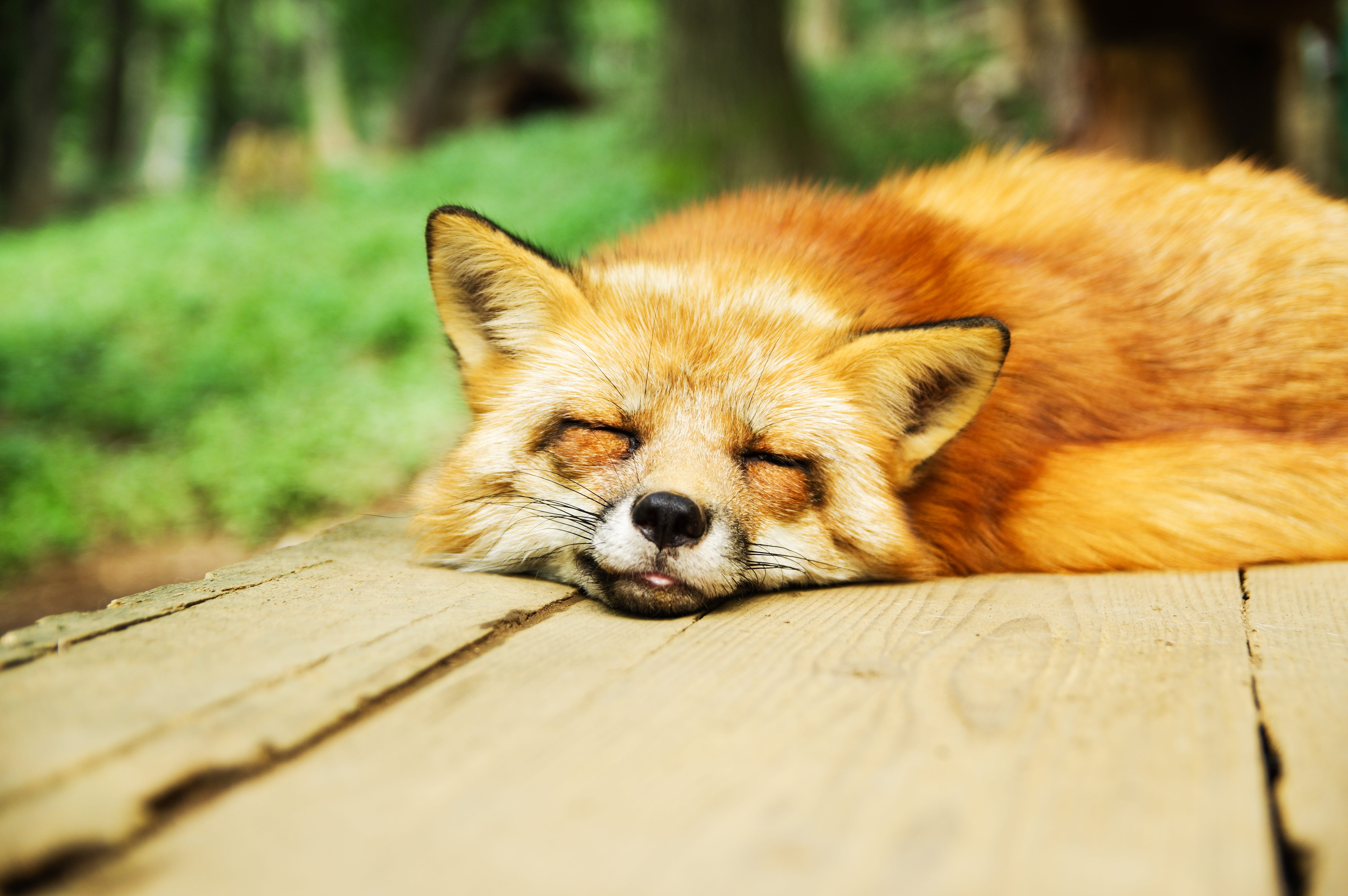 lying, domestic animals, animal themes, mammal, resting, selective focus, vertebrate, one animal, cute, canine, footpath, orange, animal head, animal, day, HD Wallpaper