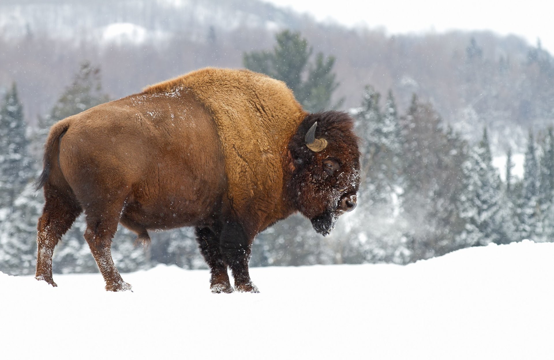 Animal, American Bison, 1080P, HD Wallpaper