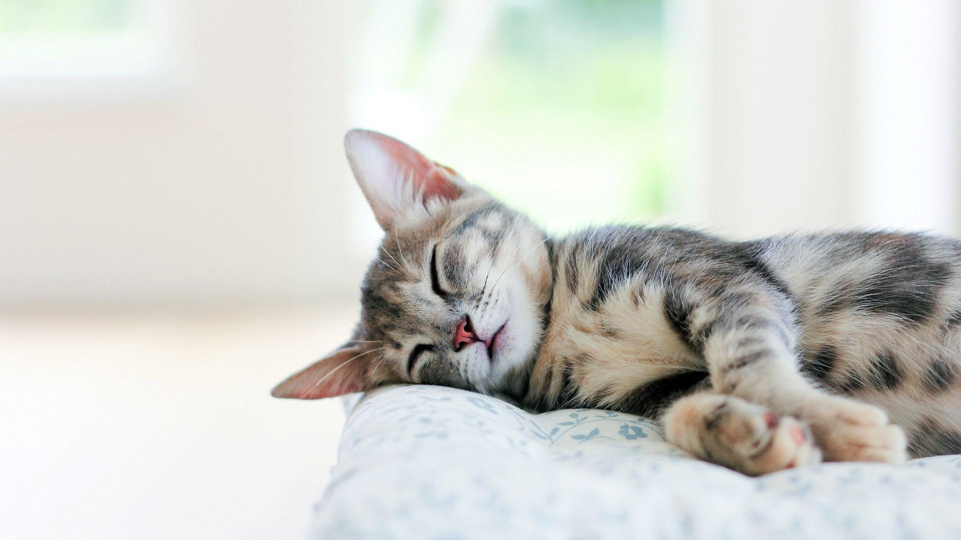cats, 1080P, sleep, cute, HD Wallpaper