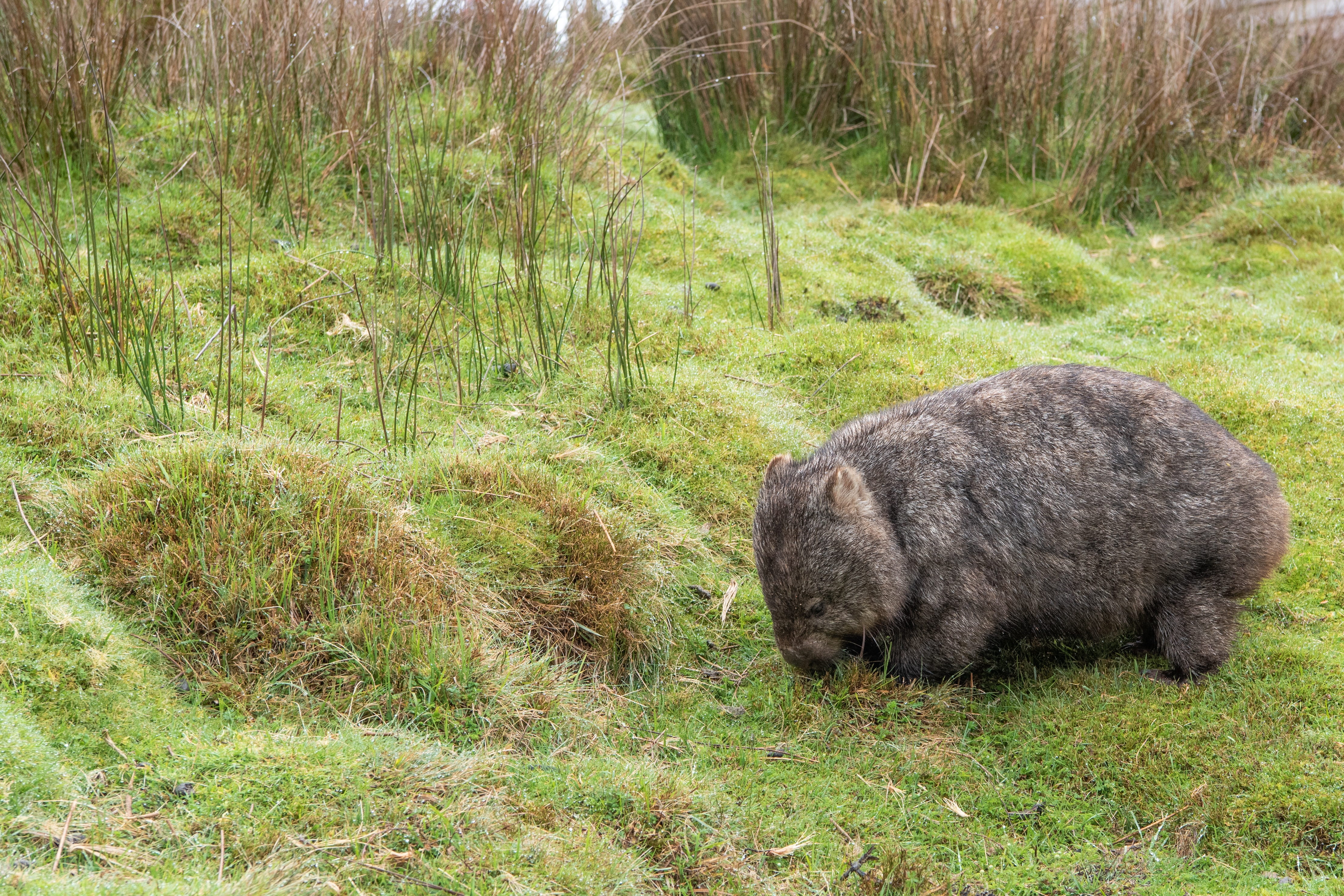 wildlife, animals in the wild, no people, fauna, wild, outdoors, vertebrate, land, marsupial, growth, native, wombat, animal themes, green color, herbivorous, HD Wallpaper