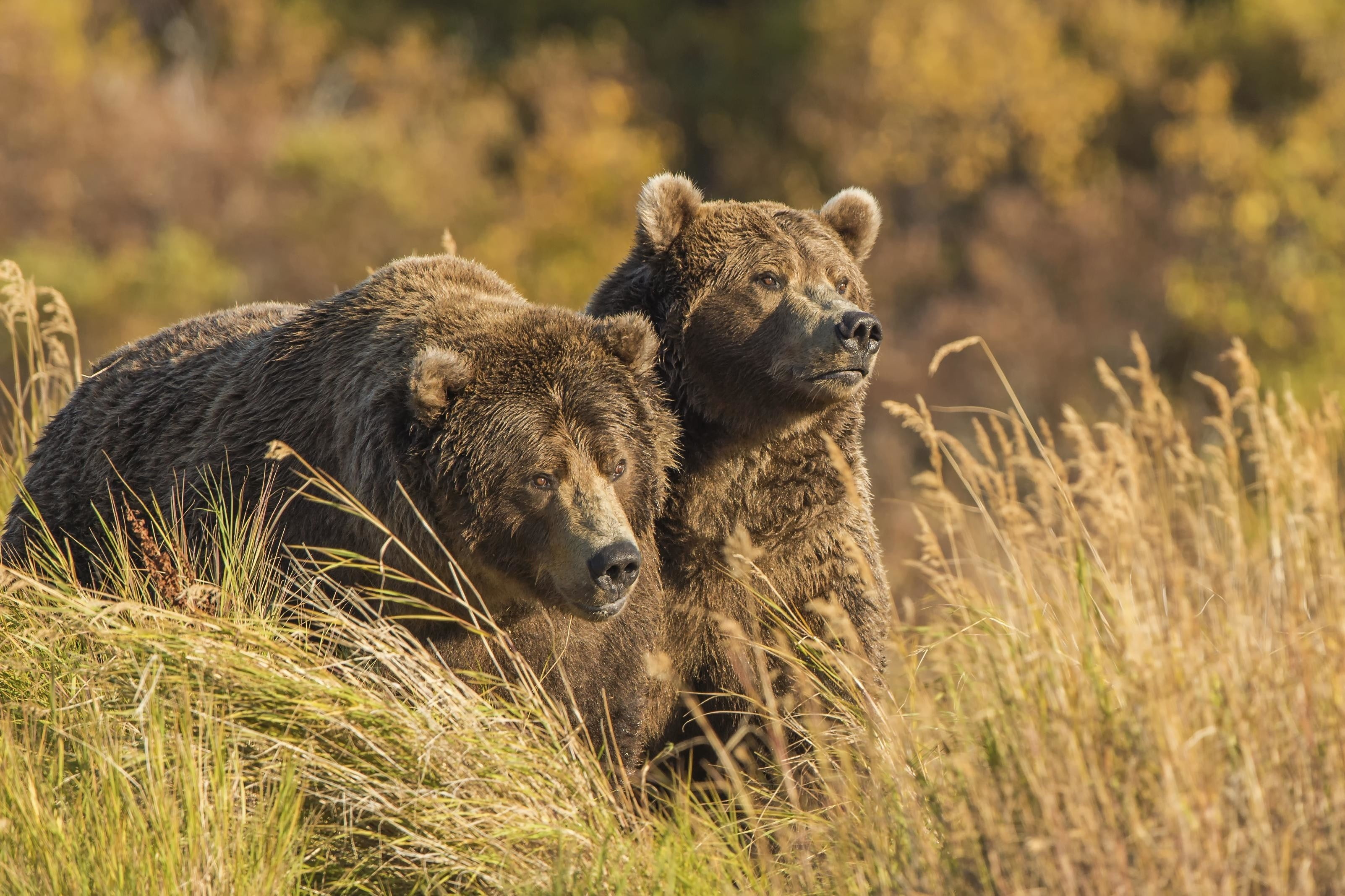 animals, 2K, mammals, wildlife, nature, bears, HD Wallpaper