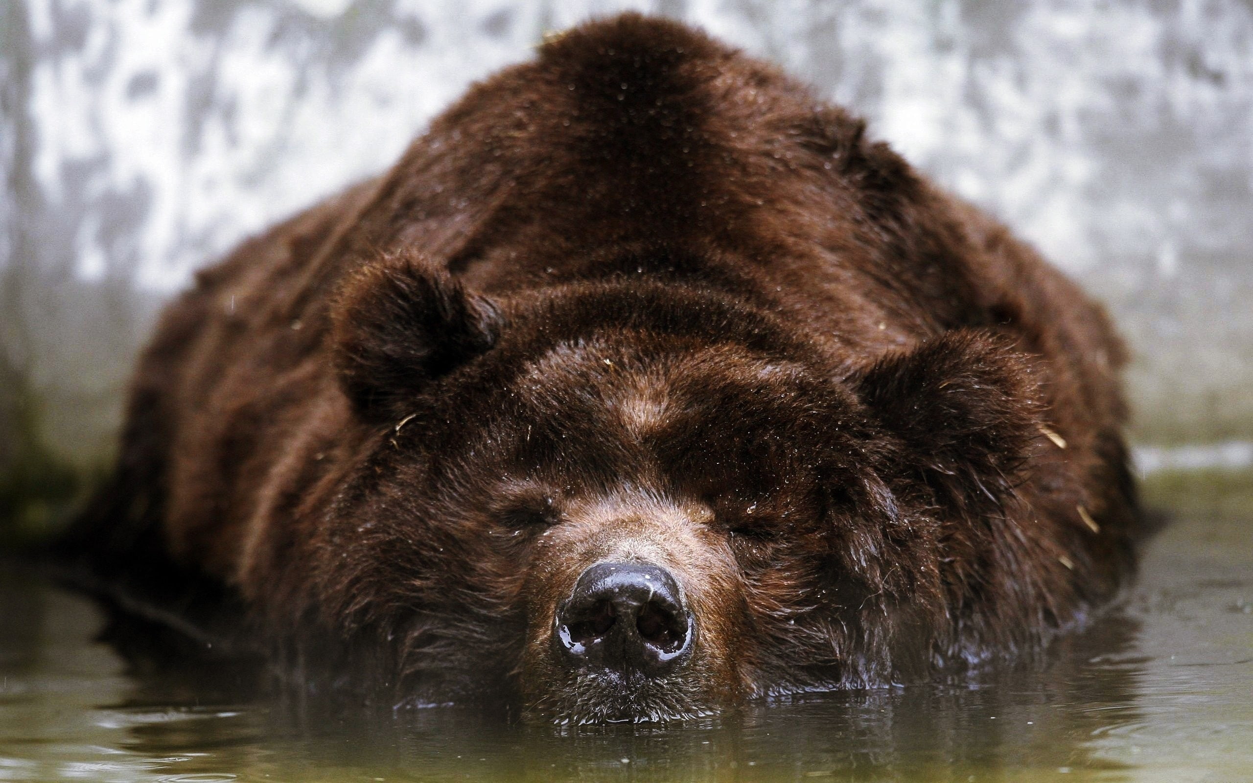 bears, animals, sleeping, in water, 2K, HD Wallpaper