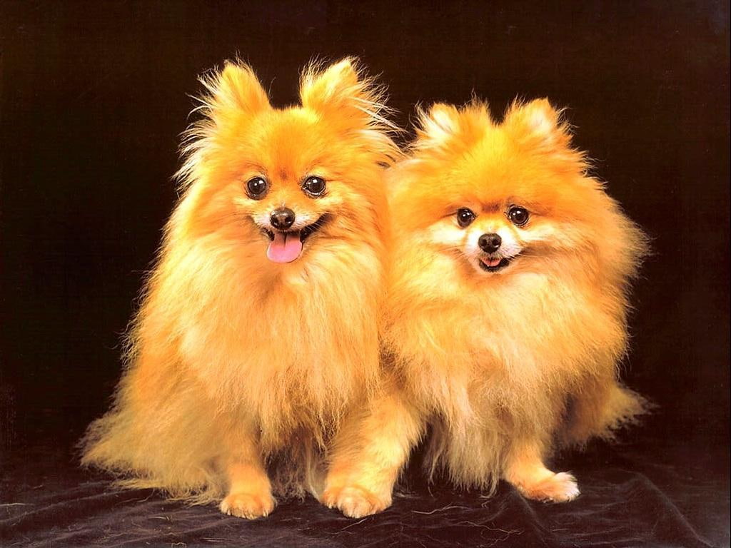 animals, dogs, tan, 480P, hairy, pomeranians, yellow, lovely, fur, two, yellow fur, HD Wallpaper