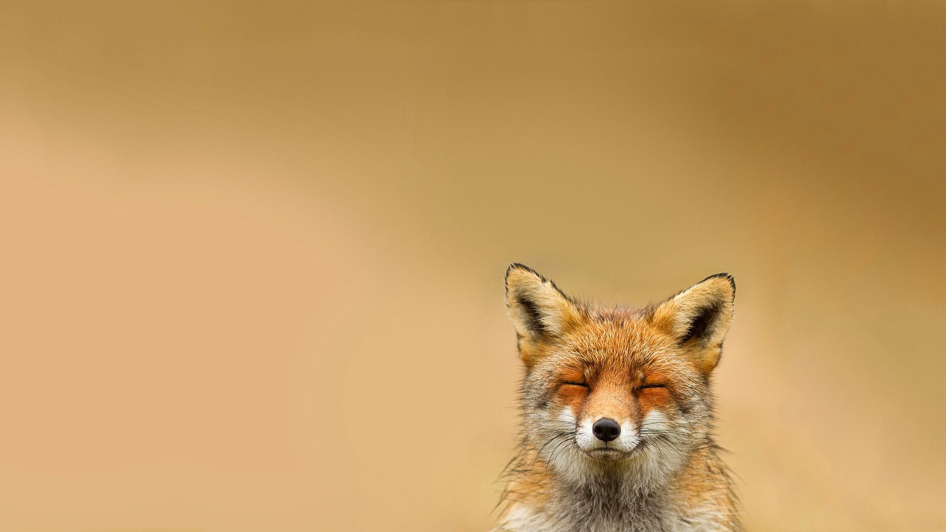 1080P, colored background, looking at camera, front view, stealth, animal body part, happy, fox, no people, animals, relaxing, one animal, brown, portrait, HD Wallpaper