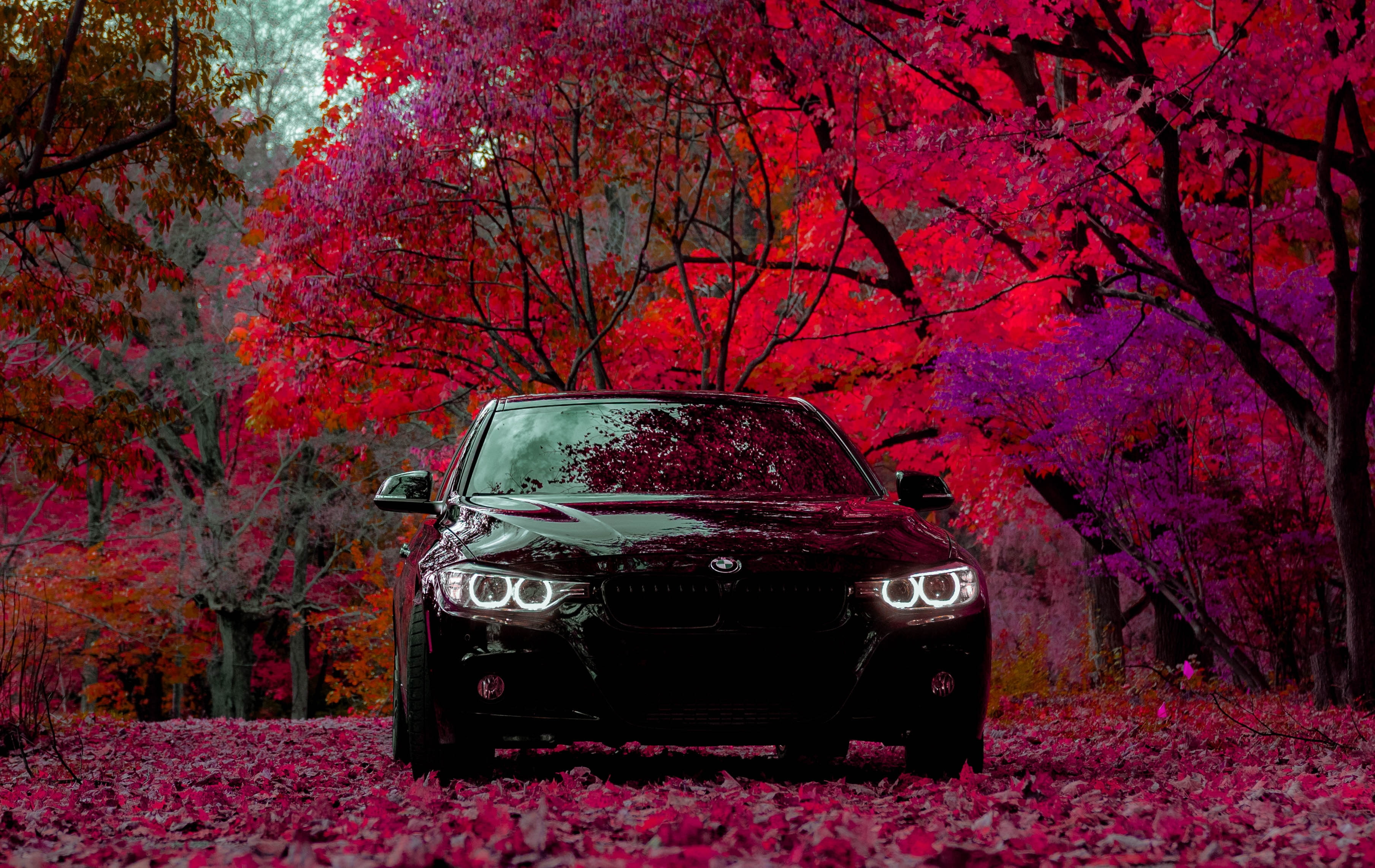2K, black cars, BMW F30, BMW, trees, car, vehicle, HD Wallpaper