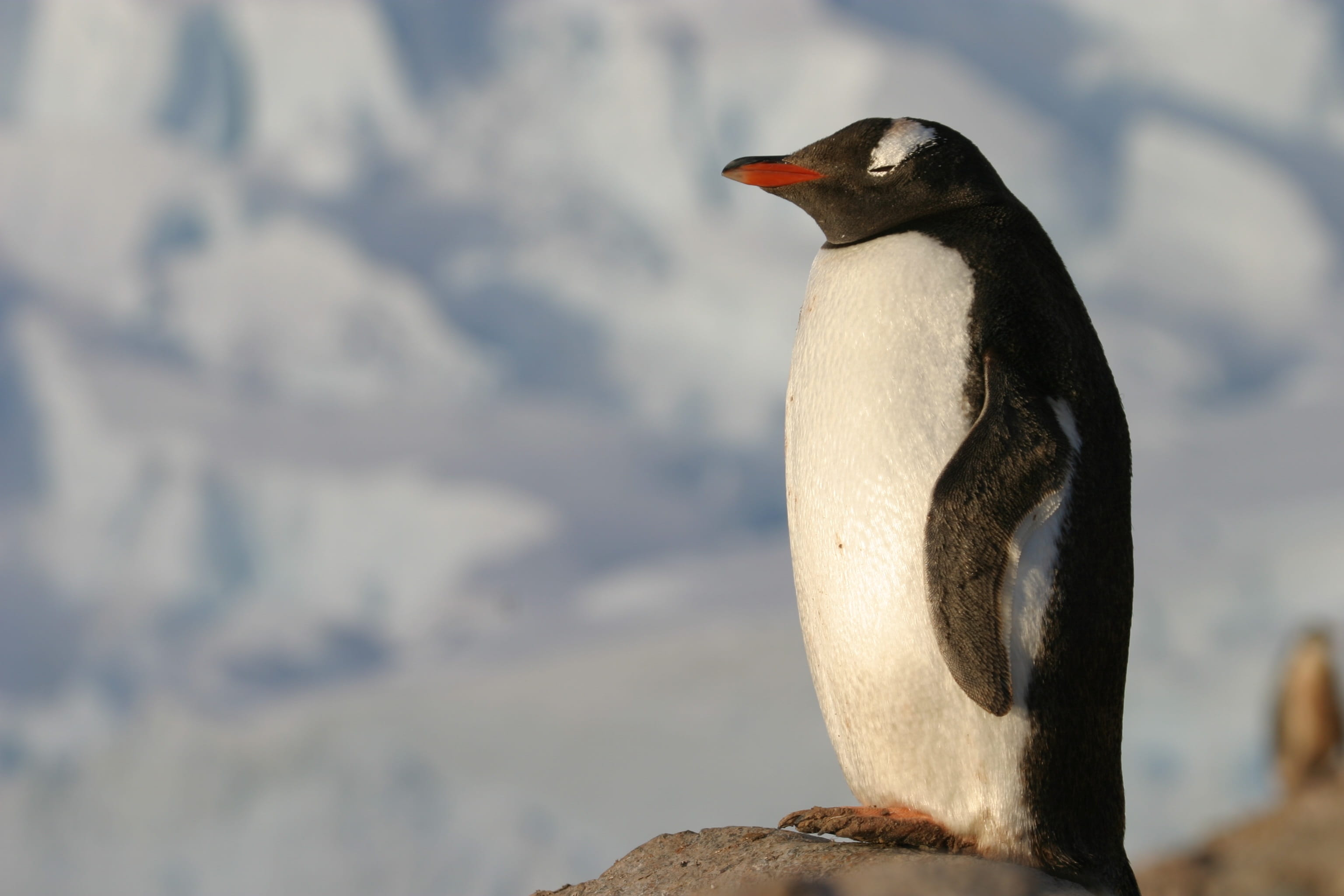 animals in the wild, rock, animal themes, animal wildlife, antartica, close-up, vertebrate, snow, day, rock - object, animal, outdoors, penguin, beak, focus on foreground, HD Wallpaper