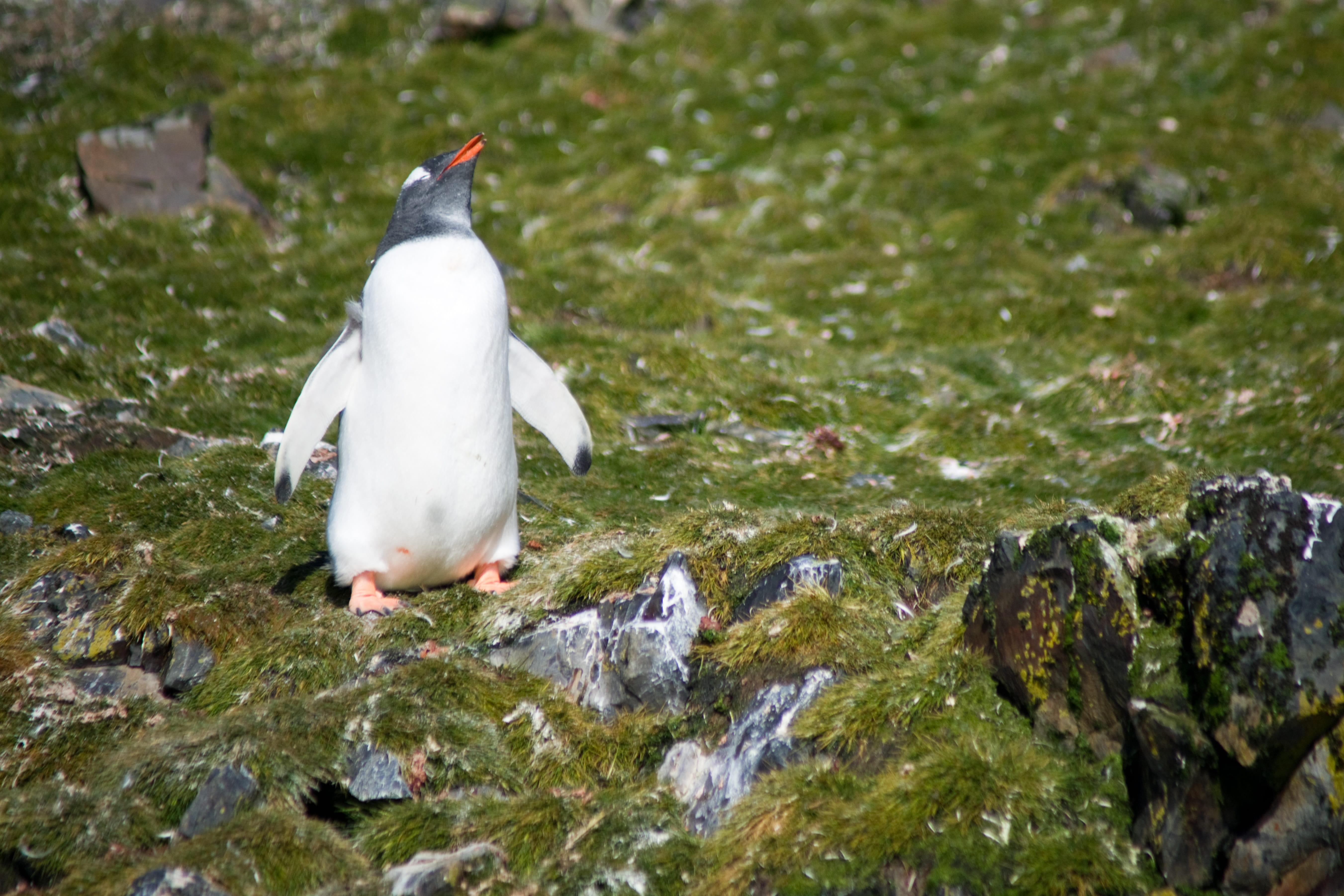 antarctica, animal wildlife, rock, solid, animal themes, rock - object, 5K, day, selective focus, white color, animals in the wild, nature, rocks, perching, HD Wallpaper