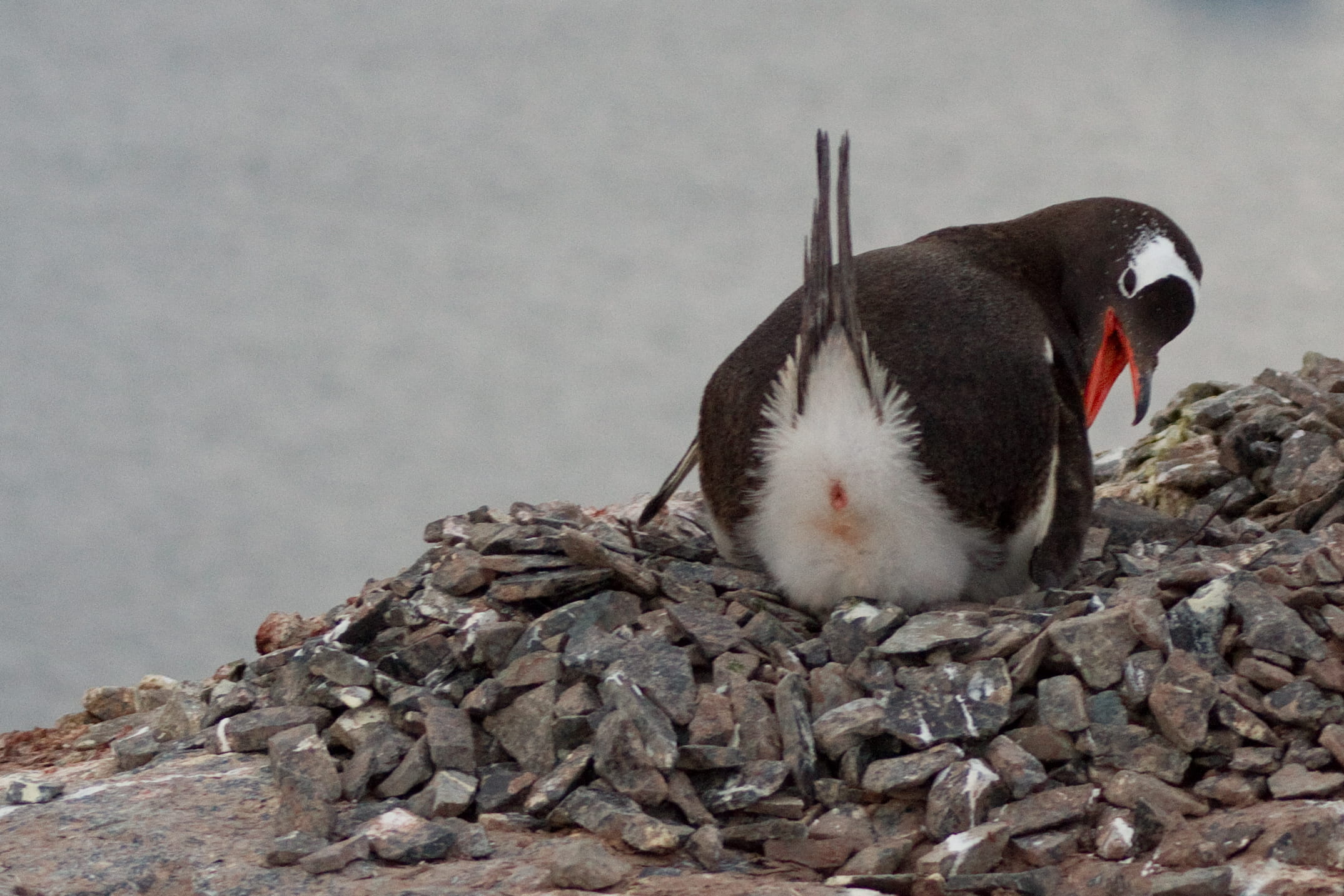 fun, animals in the wild, full length, pets, rock, joy, wild animal, rock - object, 1080P, animal wildlife, mammal, laughing, bird, day, solid, antartica, HD Wallpaper