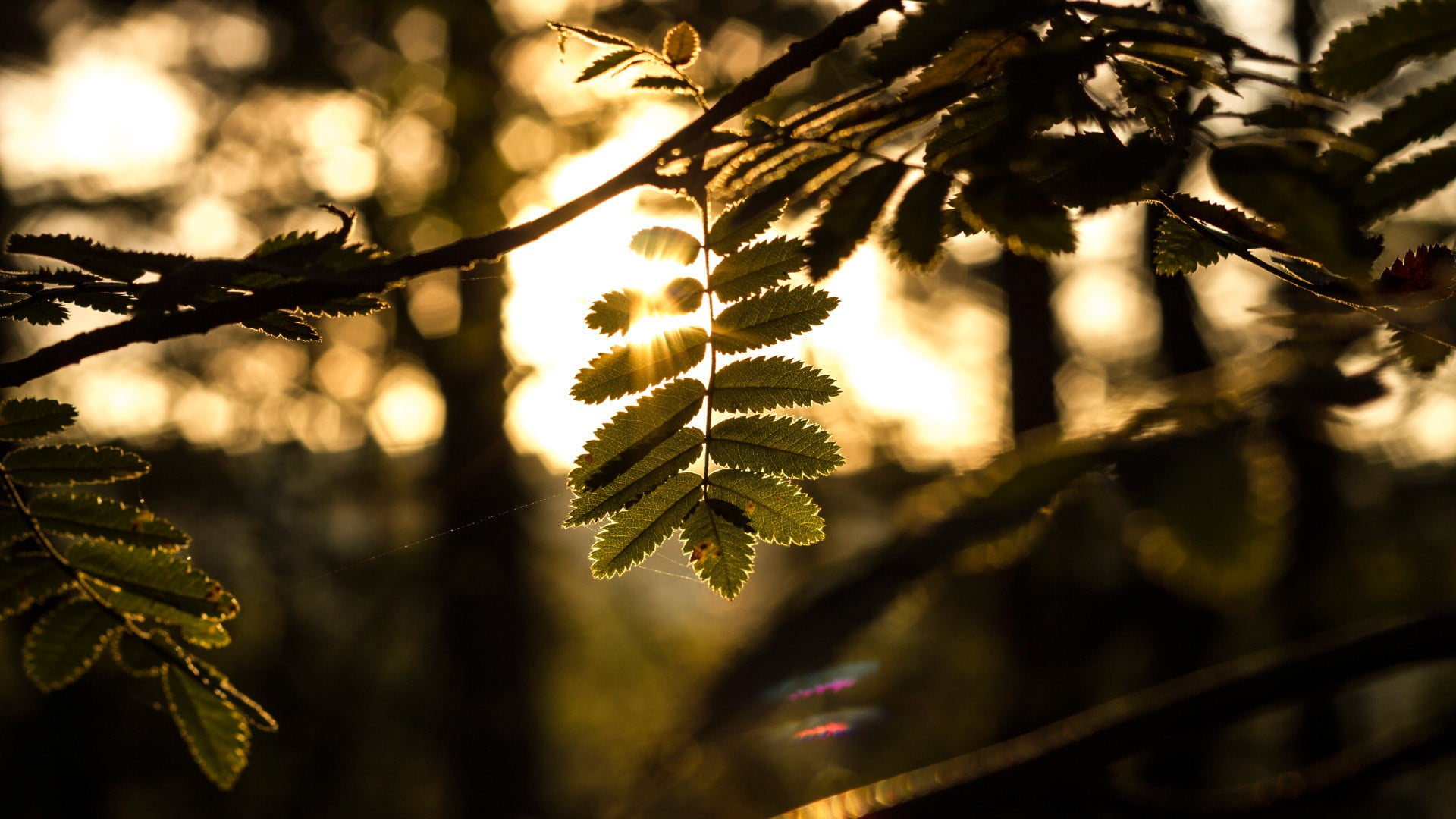 macro, beauty In Nature, sunlight, tranquility, lush Foliage, nature, color Image, branch, coniferous tree, light - Natural Phenomenon, selective focus, HD Wallpaper