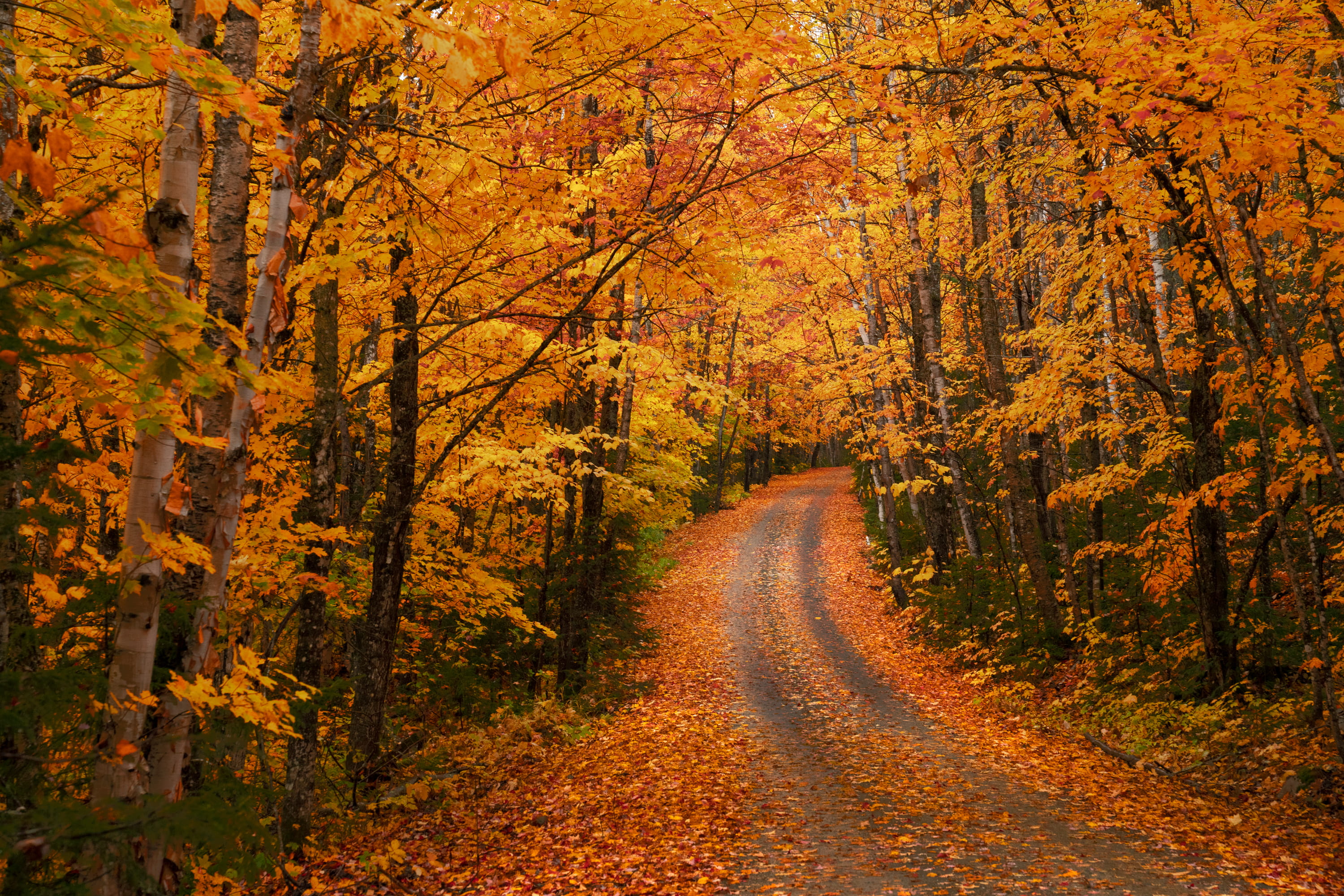outdoors, tree, orange color, leaf, beauty in nature, plant part, maine, change, path, fall color, autumn collection, new england, journey, forest, direction, HD Wallpaper