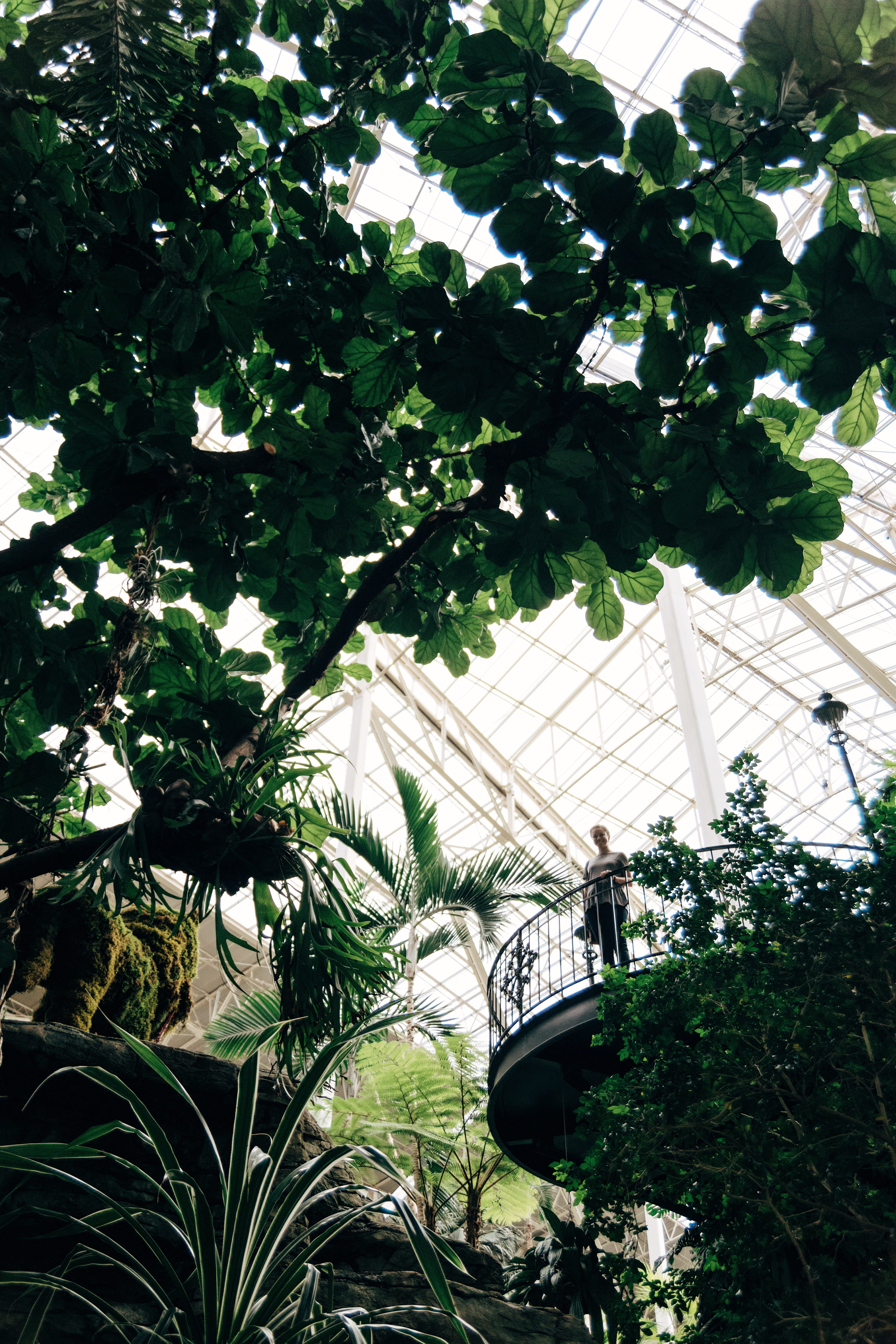 flower, wildlife, tree, freshness, outdoors, opryland hotel magnolia entrance, 5K, garden, front or back yard, architecture, nature, leaf, day, greenhouse, Phone HD Wallpaper