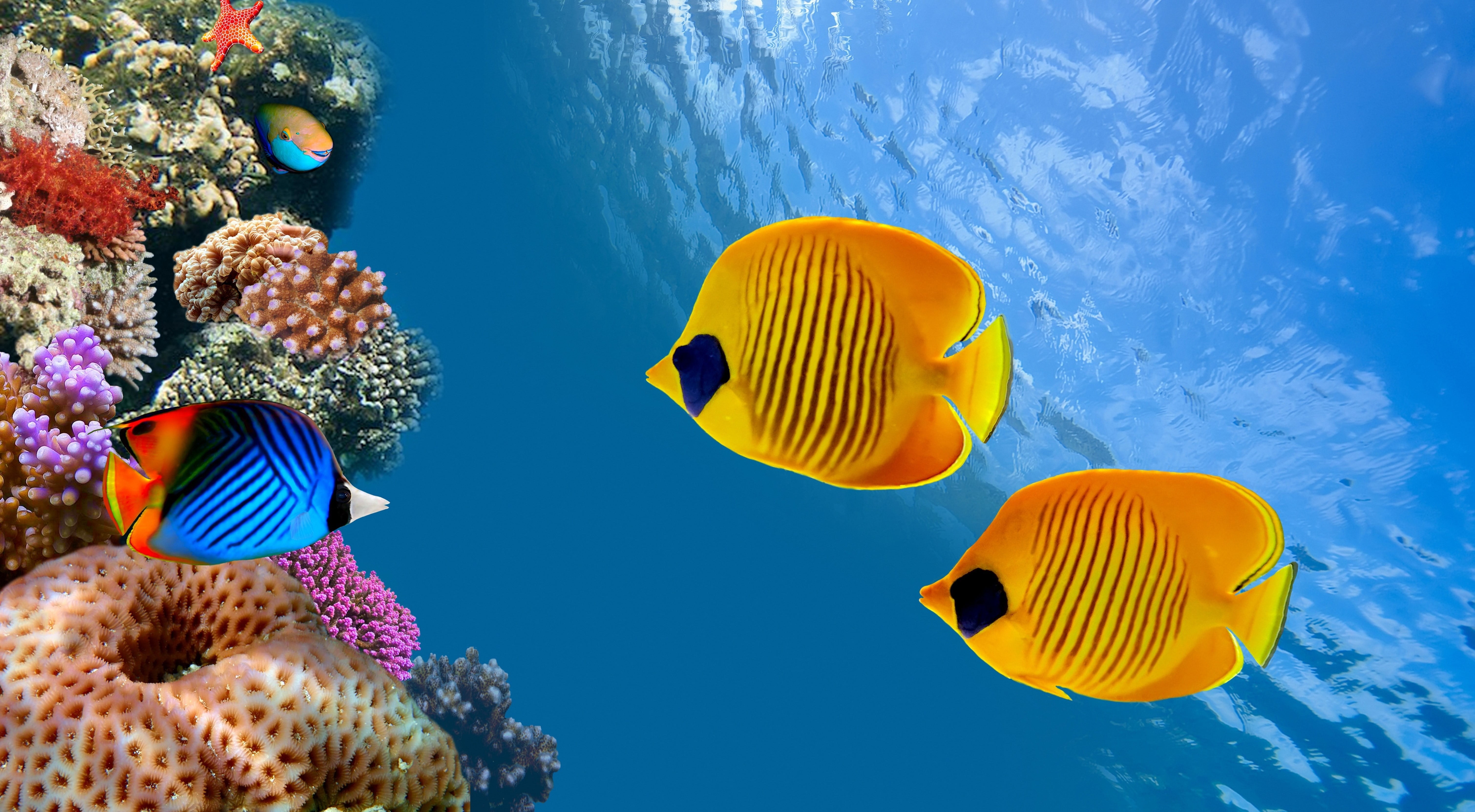 no people, fish, animal, swimming, underwater, sea life, natural beauty, multi colored, animal wildlife, outdoors, two, subordem Percoidei, America, sugoi, HD Wallpaper