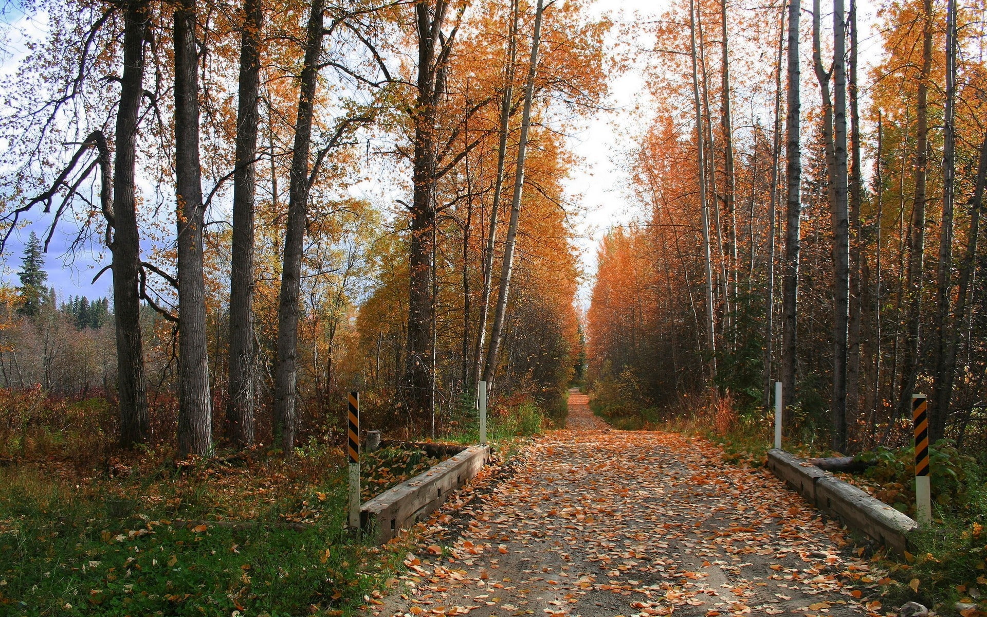 trees, strengthening, leaves, protector, soil, road, autumn, 1080P, HD Wallpaper