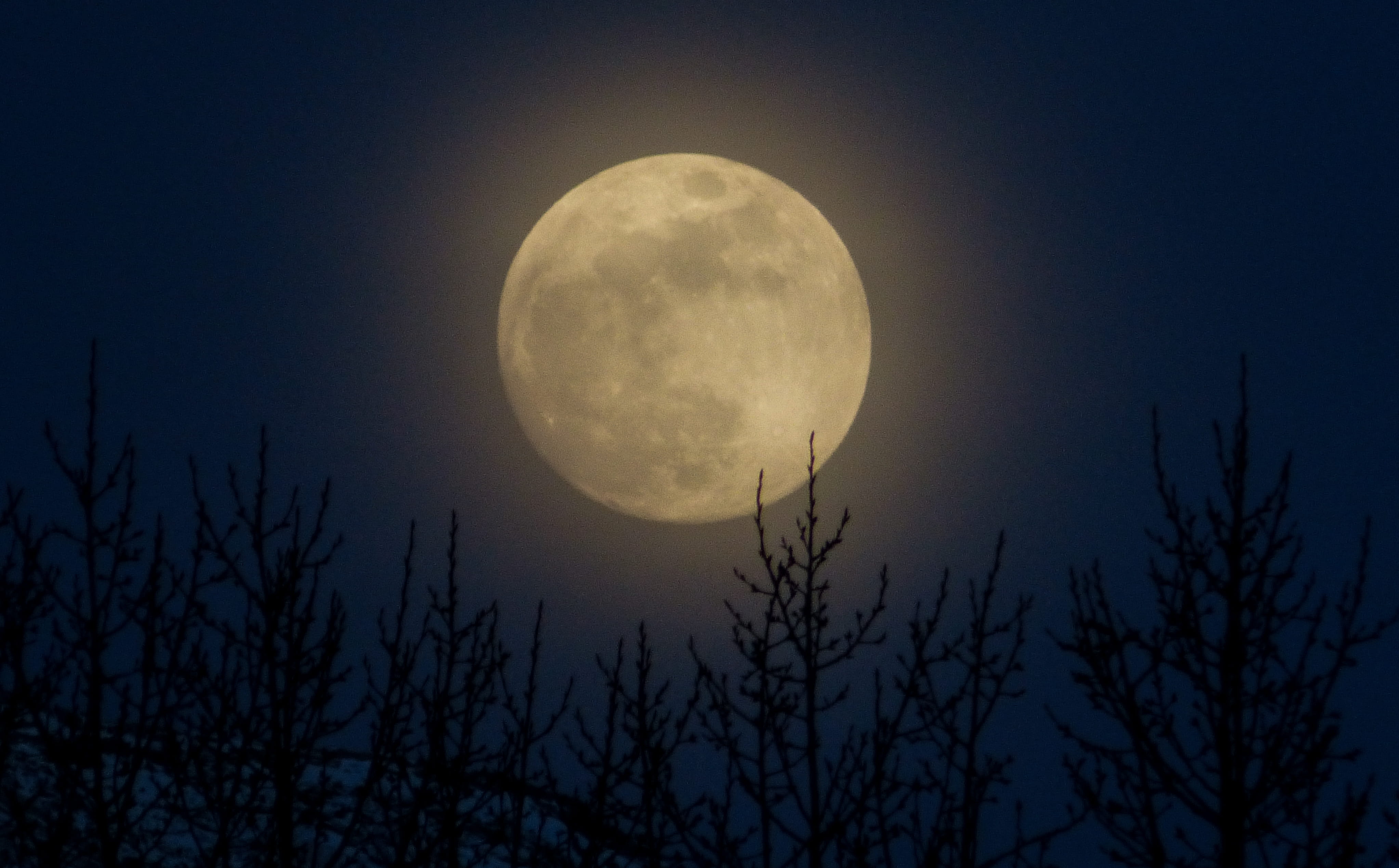 geometric shape, tree, planetary moon, sky, moonlight, 4K, full moon, no people, low angle view, outdoor, glow, plant, canada, scenics - nature, foggy, HD Wallpaper
