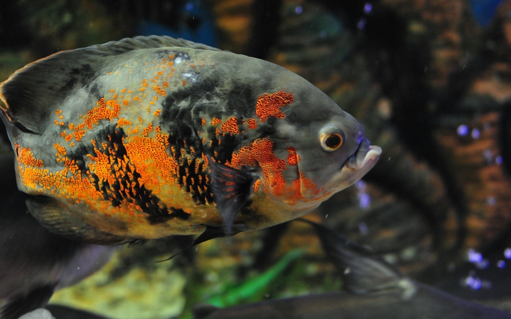 Animal, Fish, Oscar, 720P, HD Wallpaper