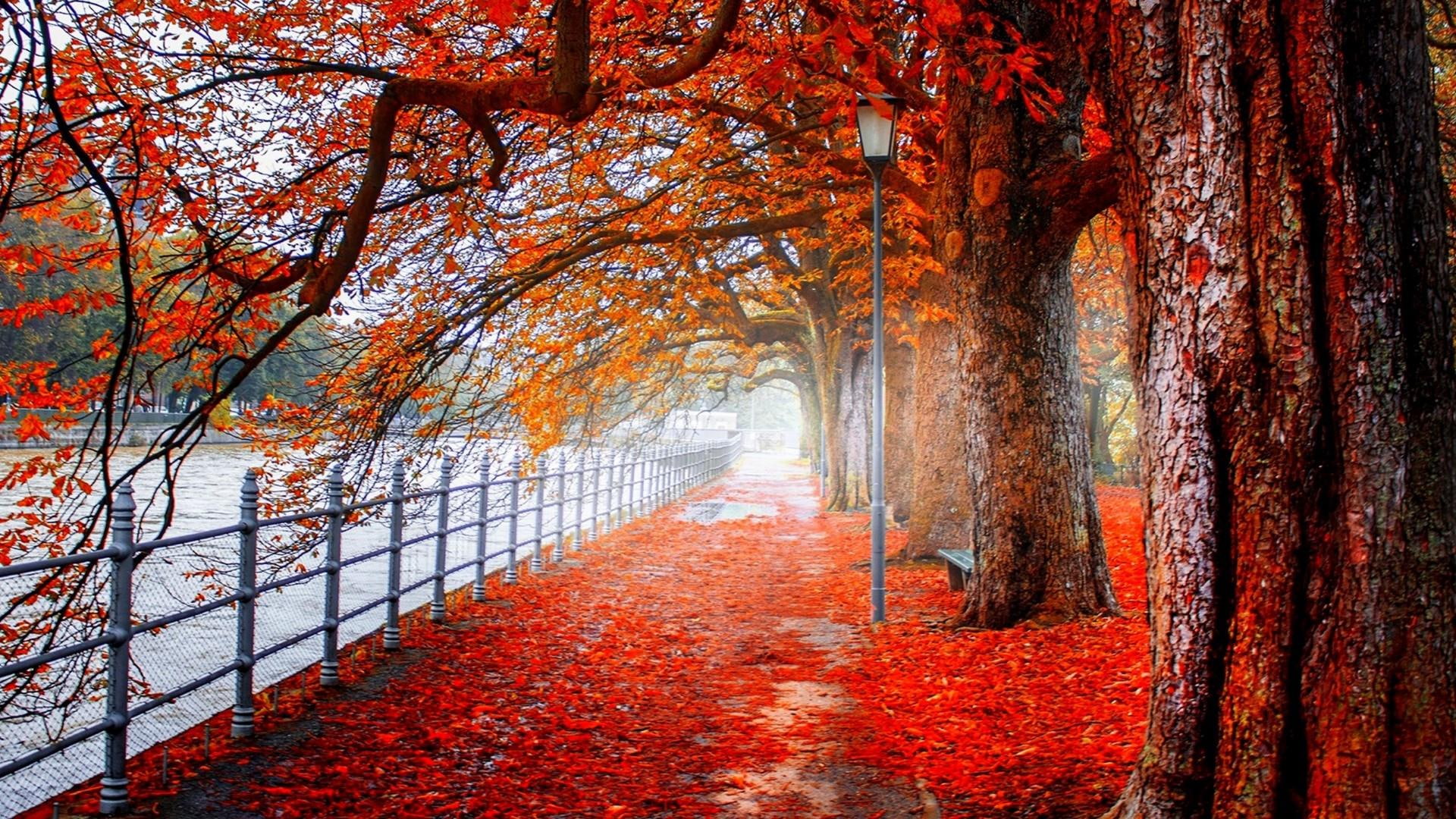 tree, 1080P, autum, lamppost, footway, park, sidewalk, streetlight, red, sun, river, HD Wallpaper