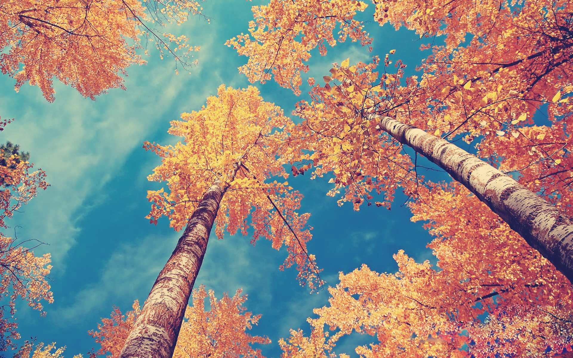 tranquility, plant part, trees, plant, brown, day, low angle view, outdoors, Nature, growth, 1080P, leafed, tranquil scene, golden, autumn collection, HD Wallpaper