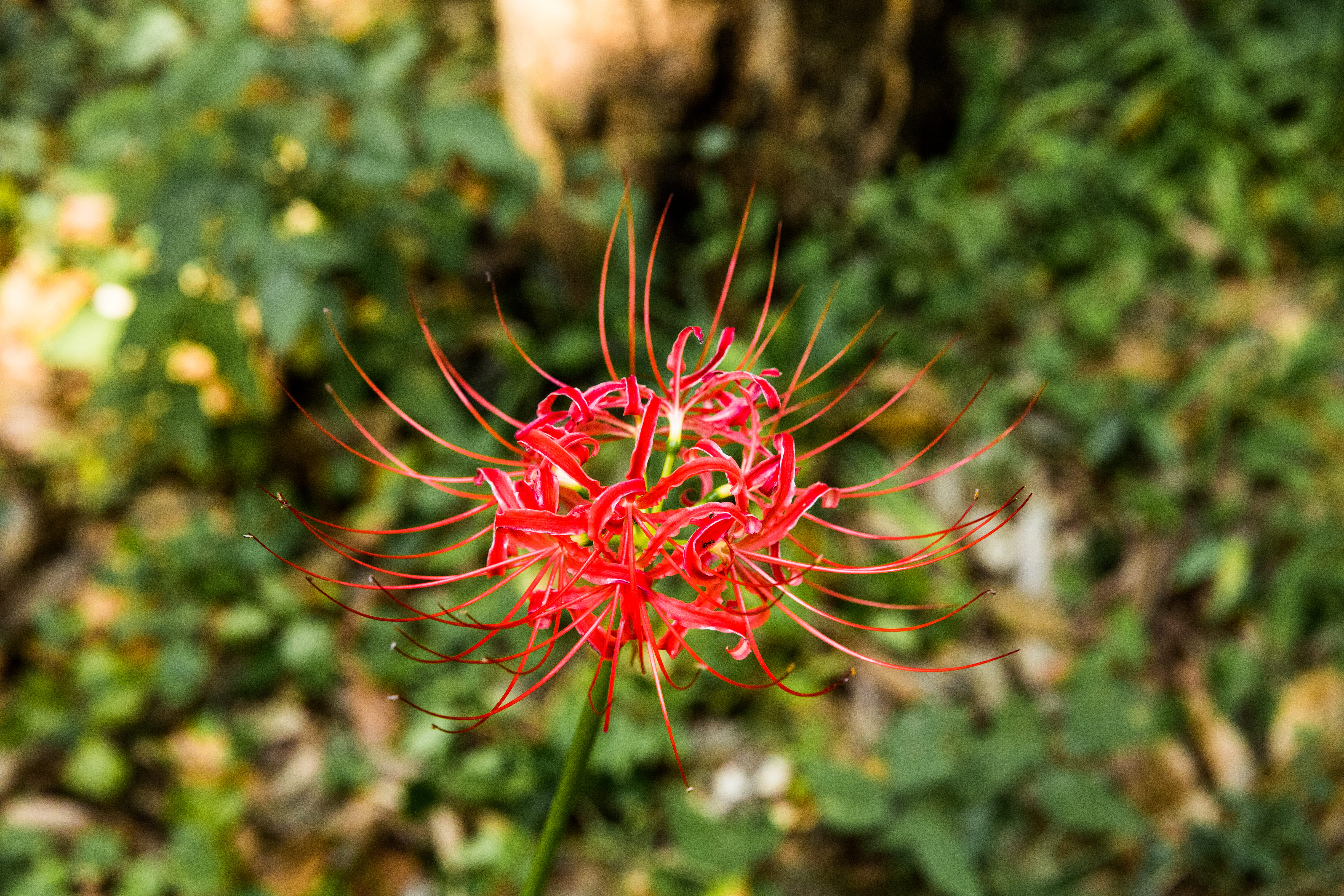 focus on foreground, freshness, flower head, 5K, flowering plant, plant, lycoris radiata, day, vulnerability, flower, petal, japan, land, growth, no people, HD Wallpaper