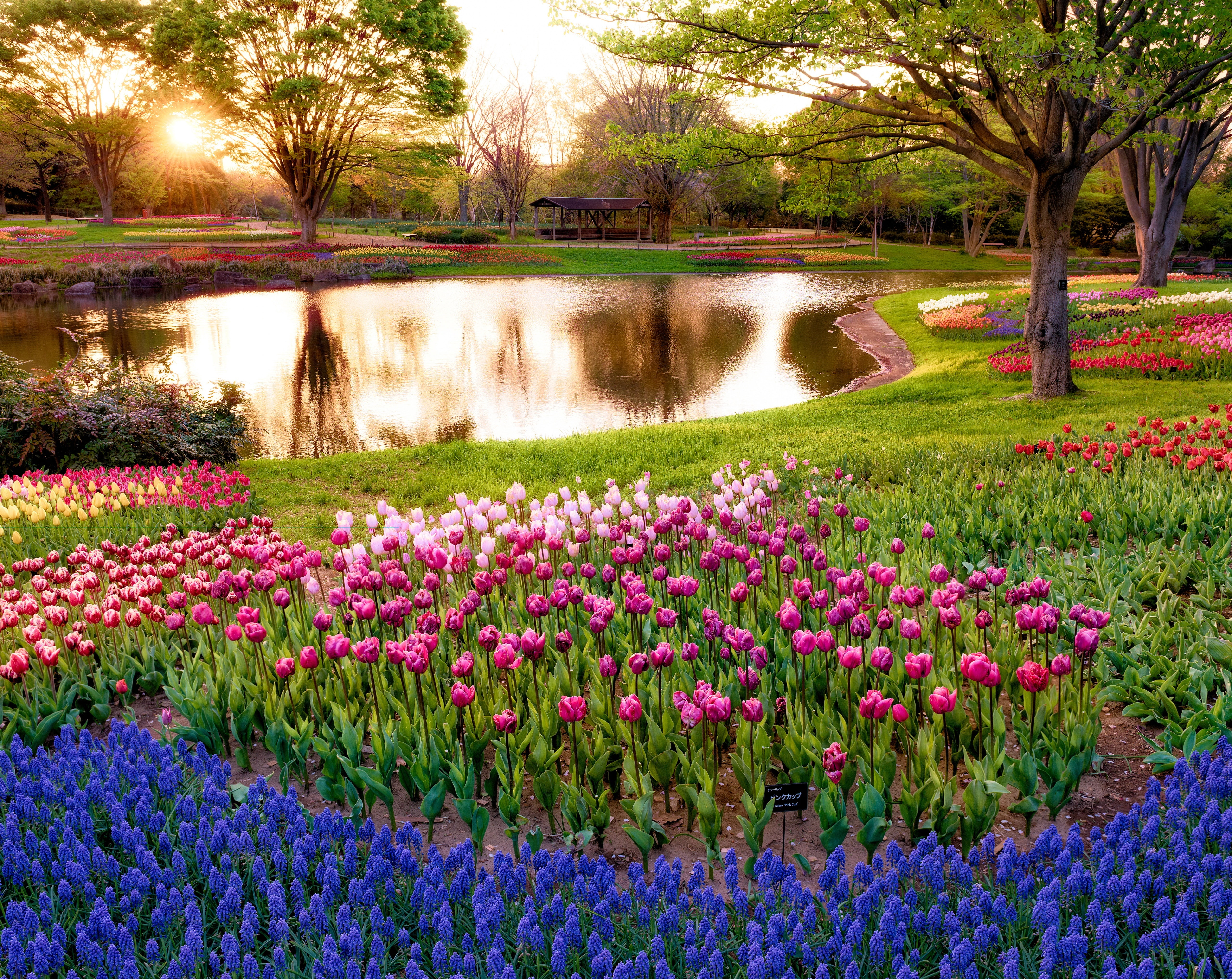 Pond, plant, Sunset, Grass, Trees, 5K, outdoors, Tulips, growth, arcreyes, Lake, akishima, Japan, Seasons, Garden, kinen, pink color, Spring, flowerbed, HD Wallpaper