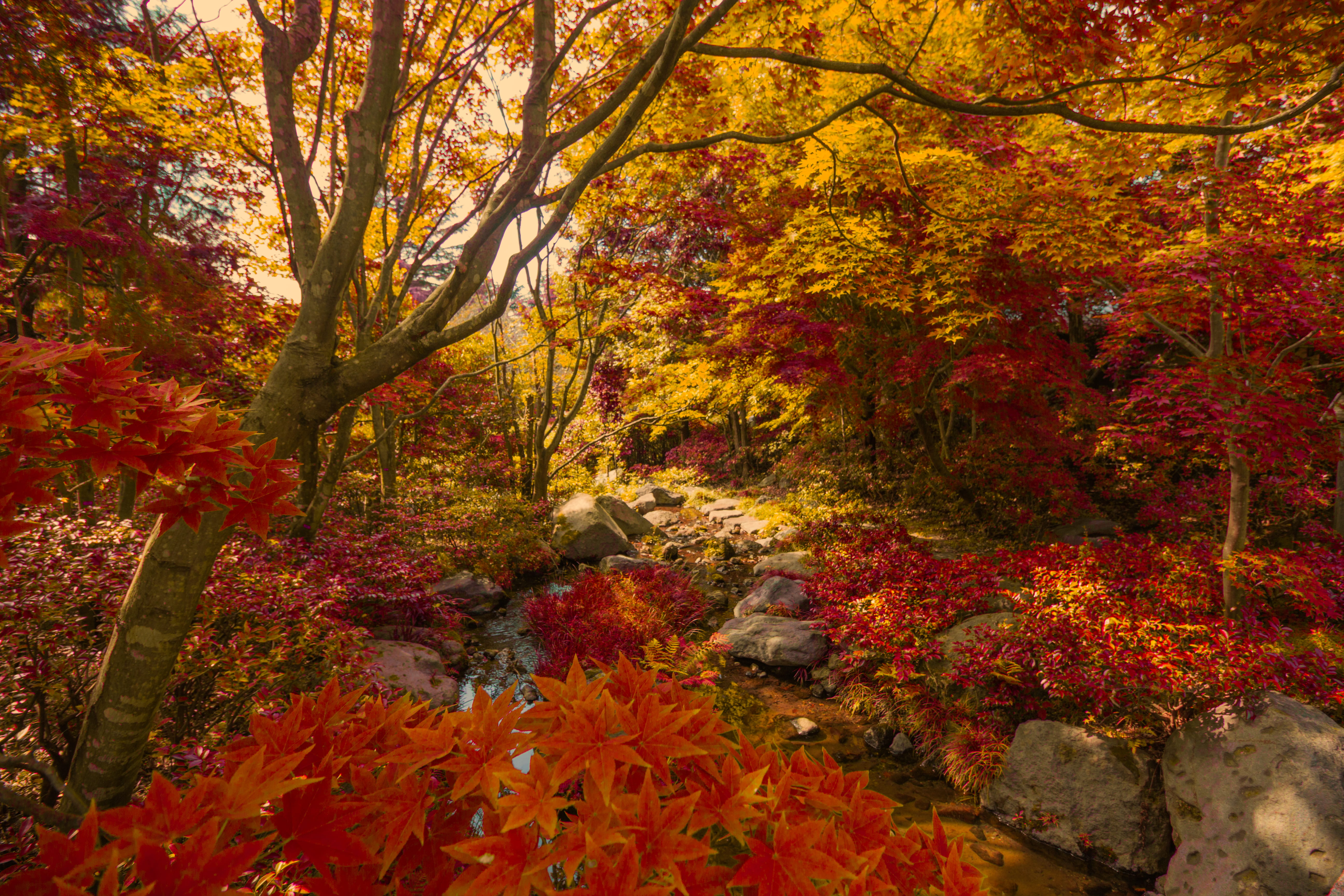 autumn, plant part, 5K, plant, change, maple leaf, multi colored, japan, orange color, tranquility, autumn collection, trees, day, tree, showa kinen park, HD Wallpaper