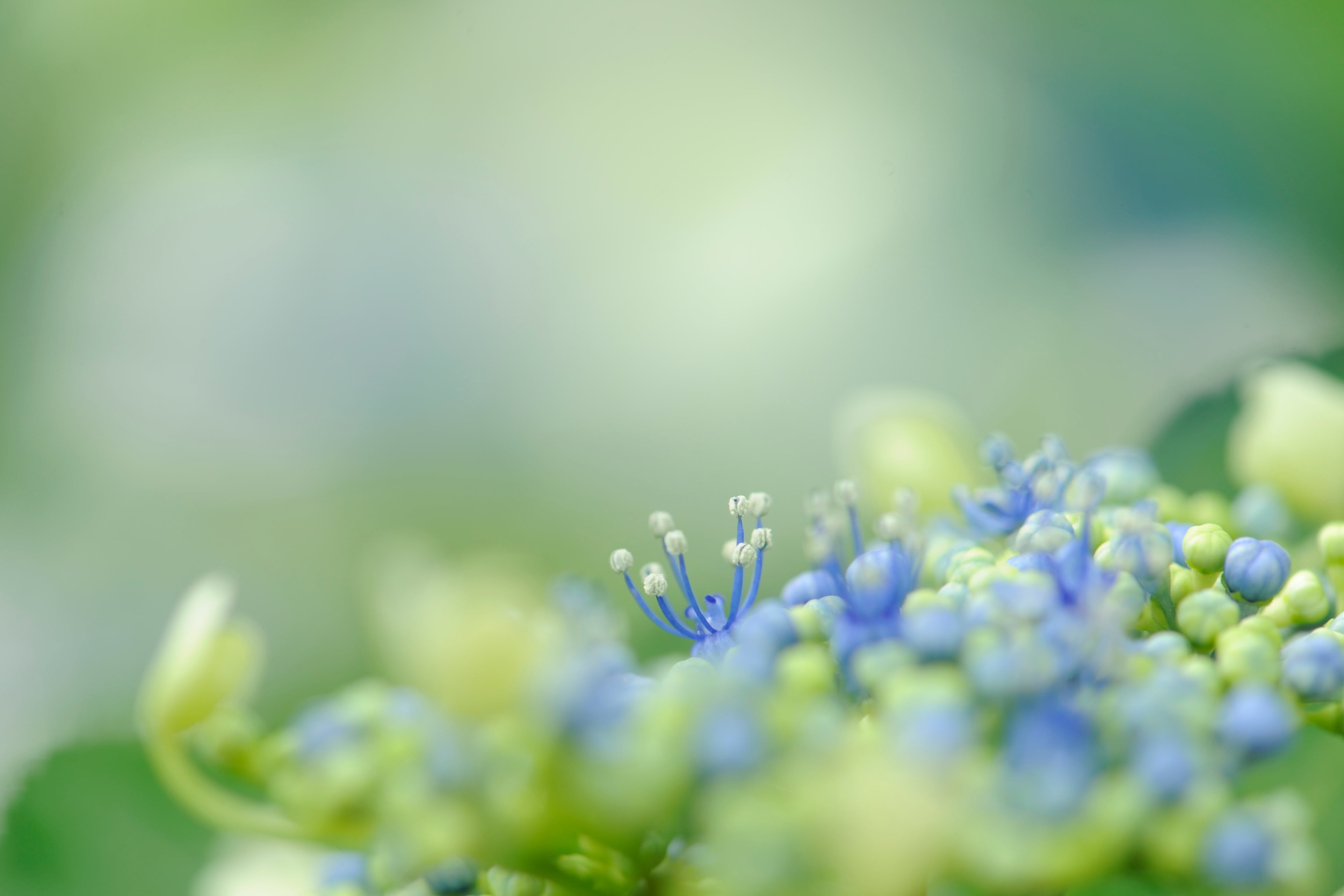 8G, plant, IF, Micro, 105mm, daytime, green, Aichi, 鶴舞, blue, ED, buds, nature, f/2, AF, green Color, Nagoya, Nikon  D3S, Tsuruma park, Hydrangea, 4K, HD Wallpaper
