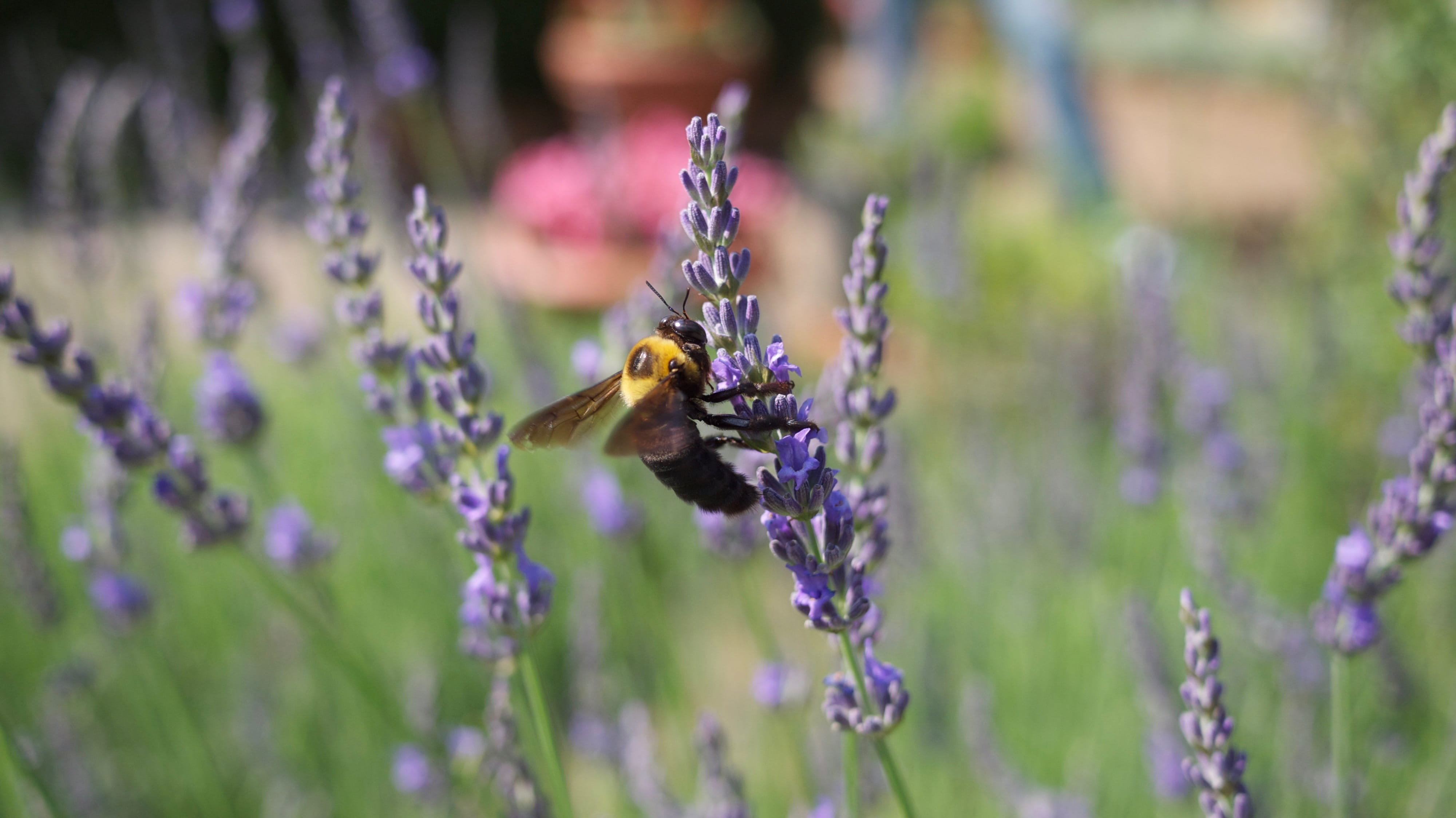one animal, vulnerability, flowering plant, bumblebee, petal, growth, flower, plant, animals in the wild, fragility, animal themes, animal, pollen, animal wildlife, HD Wallpaper
