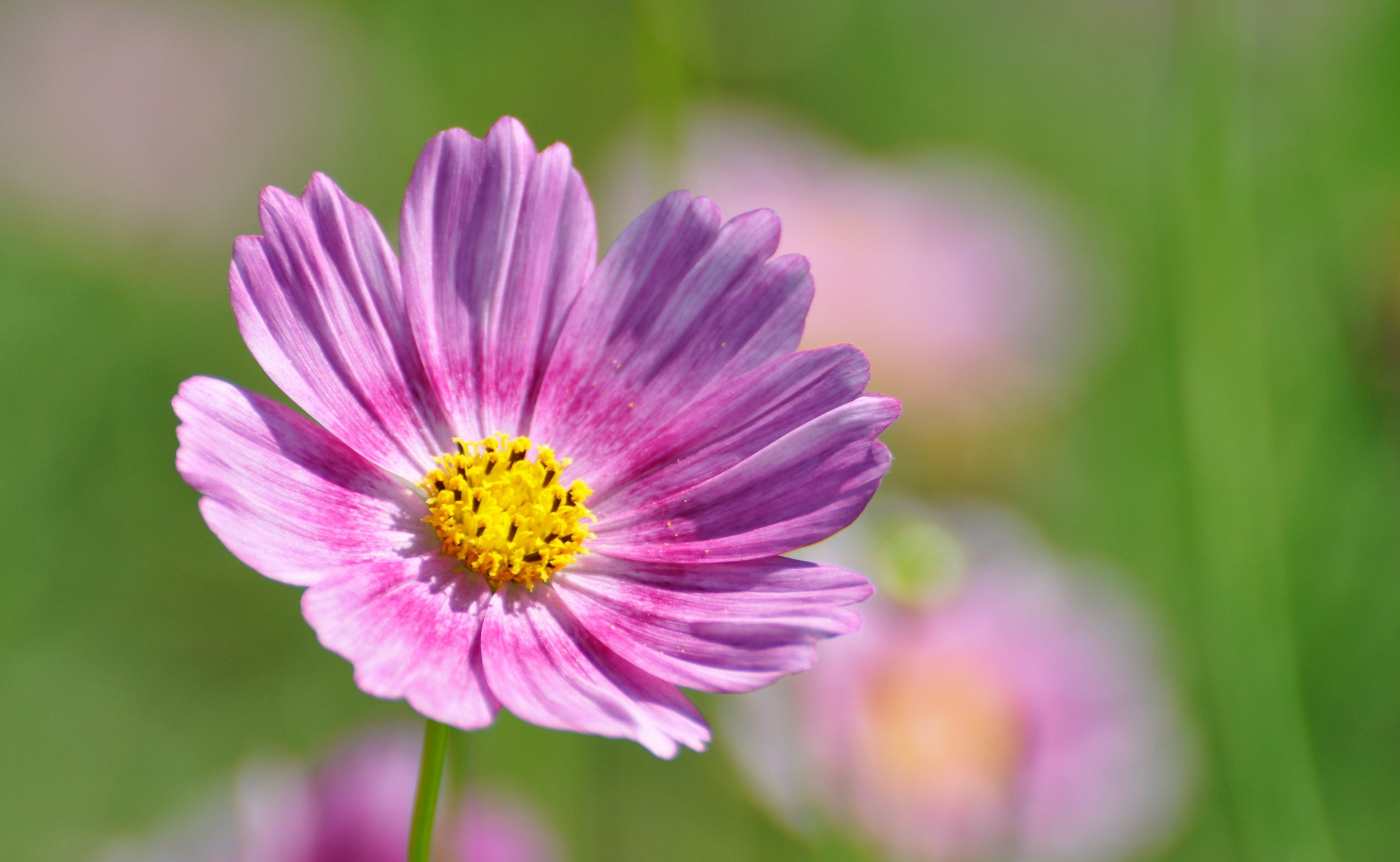 close-up, inflorescence, Cosmos, Nature, beauty in nature, petal, nikon, tokyoprefecture, Blossom, Flower, flowering plant, pink color, growth, Explore, HD Wallpaper