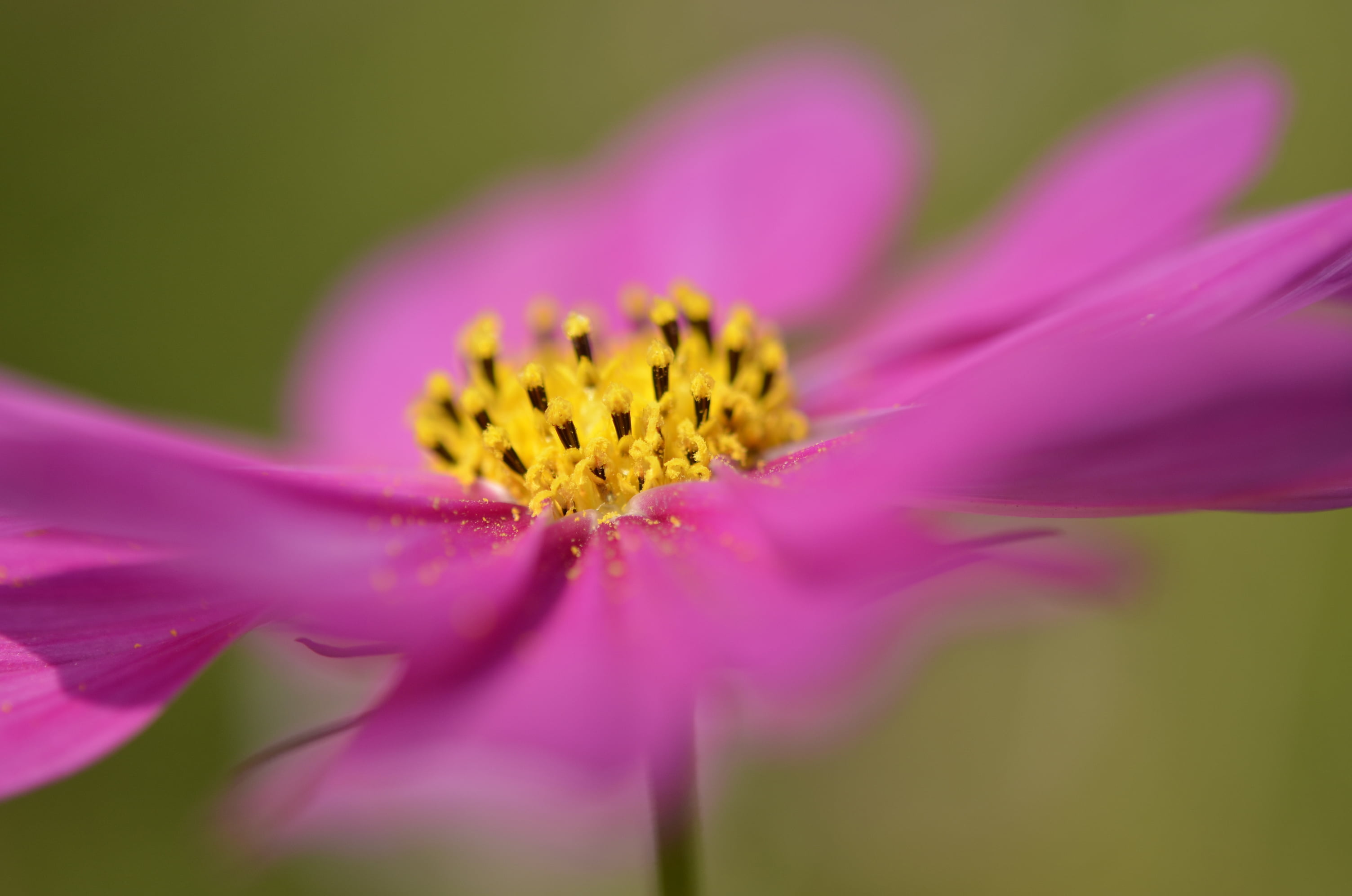 petaled, garden, photo, close-up, 2K, flower, plant, pink, pink Color, nature, マクロ, 東京, ボケ, Showa Memorial Park, bokeh, petal, 东京, close, Tachikawa  Tokyo, HD Wallpaper