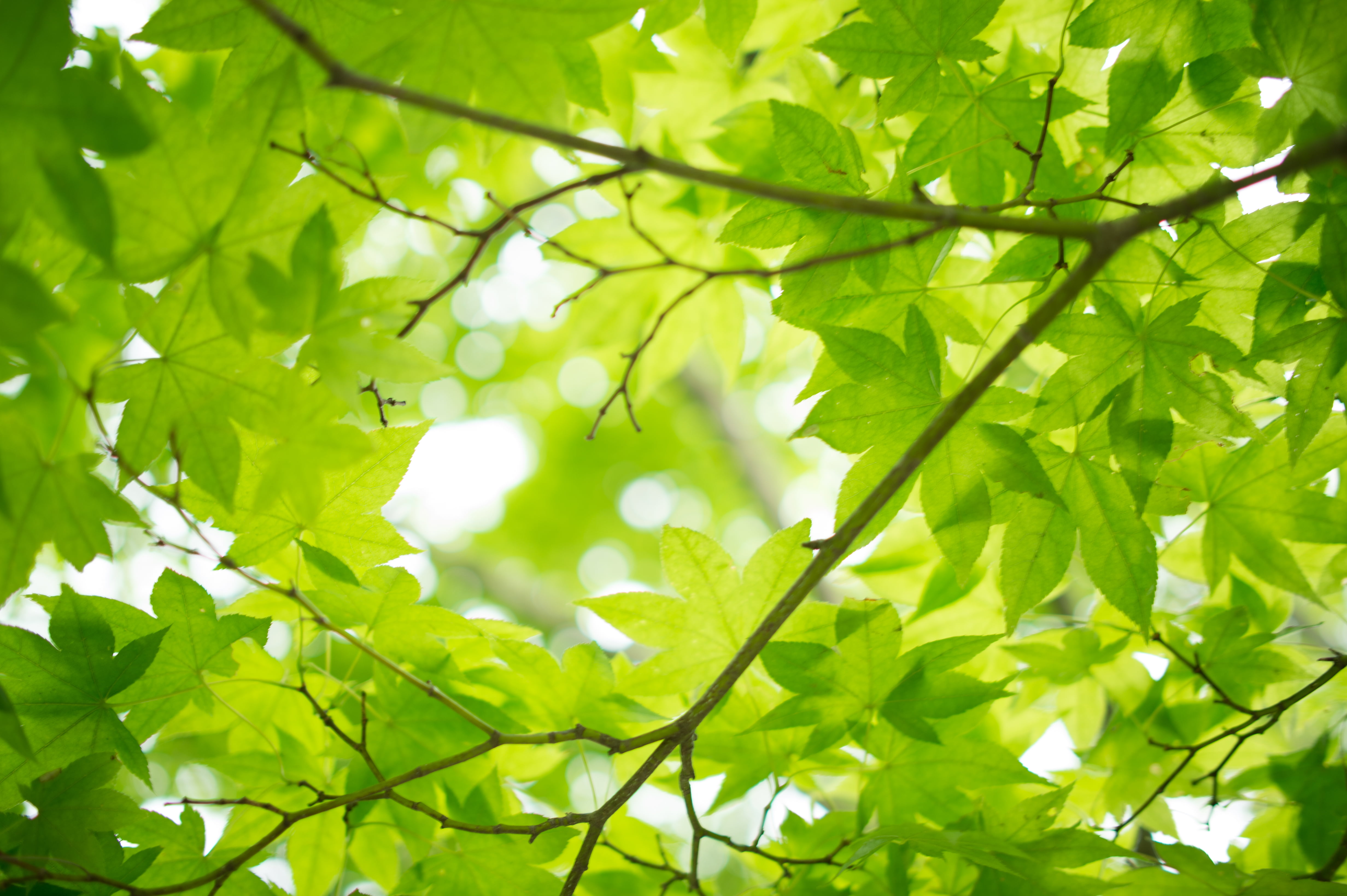 forest, 4K, leafed, leaves  green, green, Park, かえで, Leaf, NIKKOR, backgrounds, plant, 葉, growth, environment, day, woodland, f/1, branch, Nikon AF, tree, HD Wallpaper