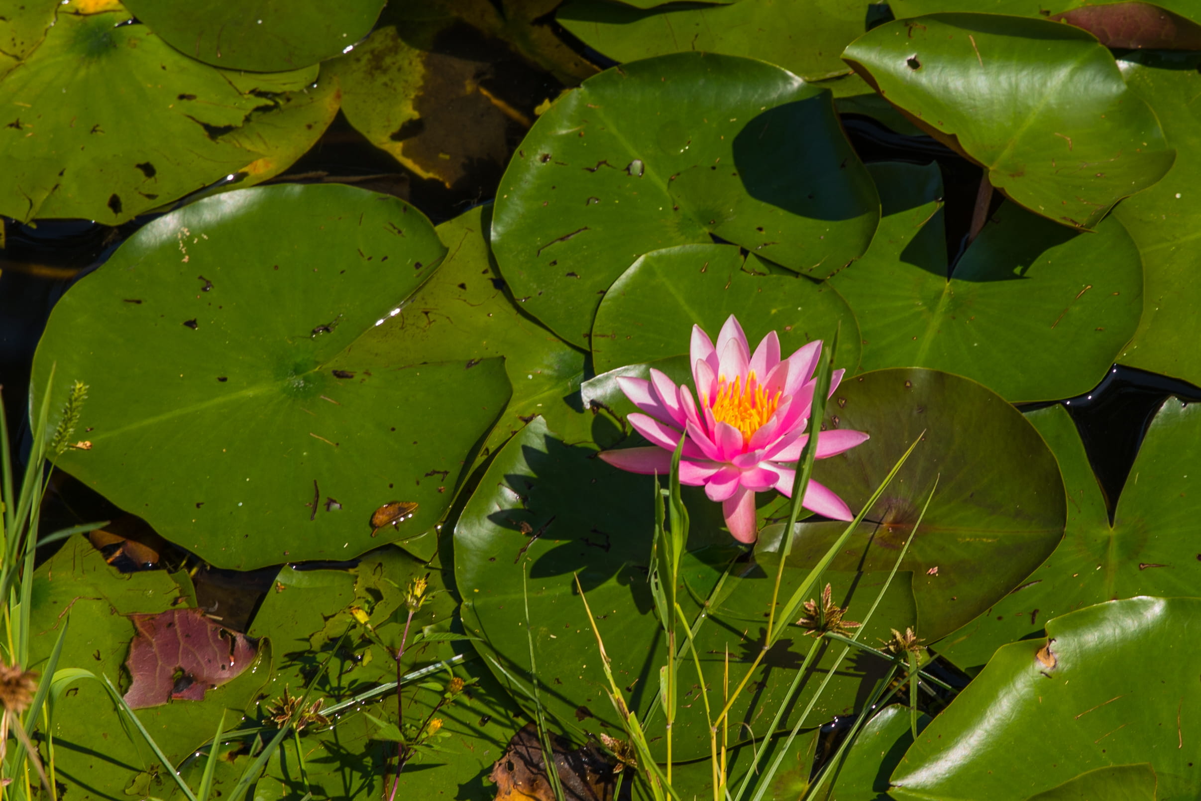 pink color, no people, lotus water lily, beauty in nature, floating on water, water lily, inflorescence, leaves, petal, 1080P, vulnerability, lotus, outdoors, HD Wallpaper