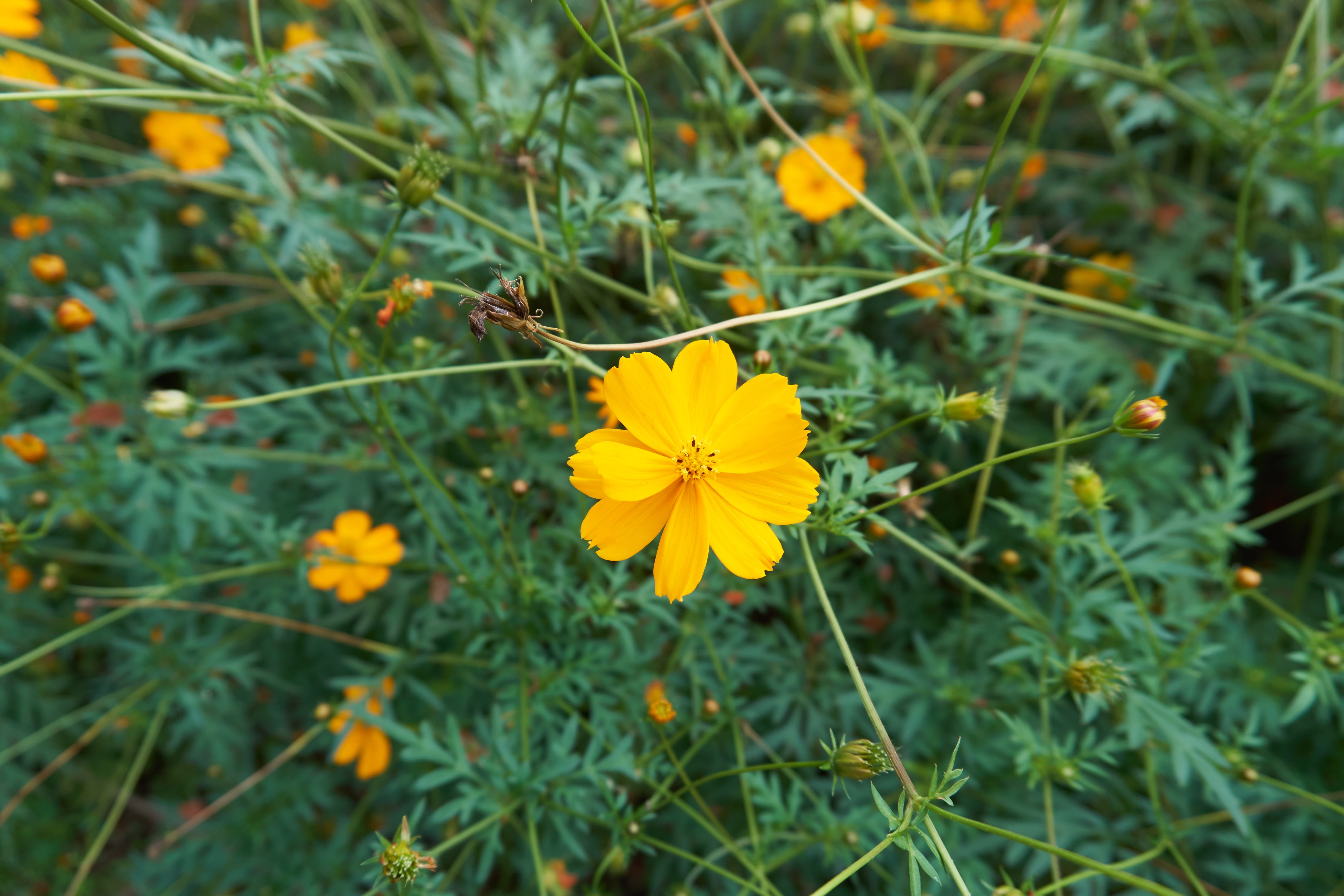 showa memorial park, no people, huang, green color, pollen, fragility, vulnerability, petal, Yellow, flowering plant, growth, day, 5K, flower, focus on foreground, HD Wallpaper