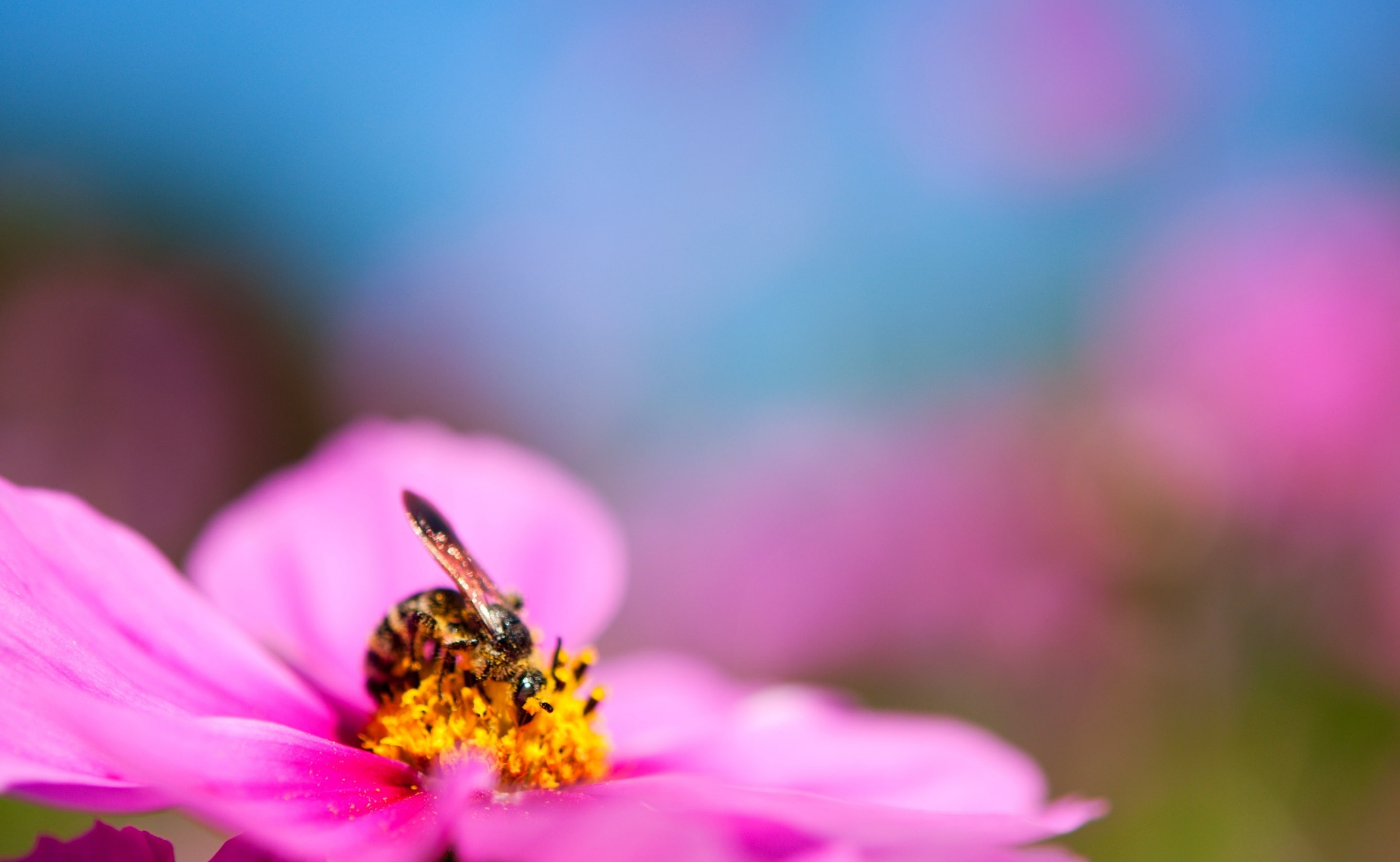 vulnerability, showa, animal wildlife, flowering plant, Plant, fragility, Flowers, flower head, tachikawa, Park, outdoors, tokyoprefecture, bokeh, Memorial, HD Wallpaper