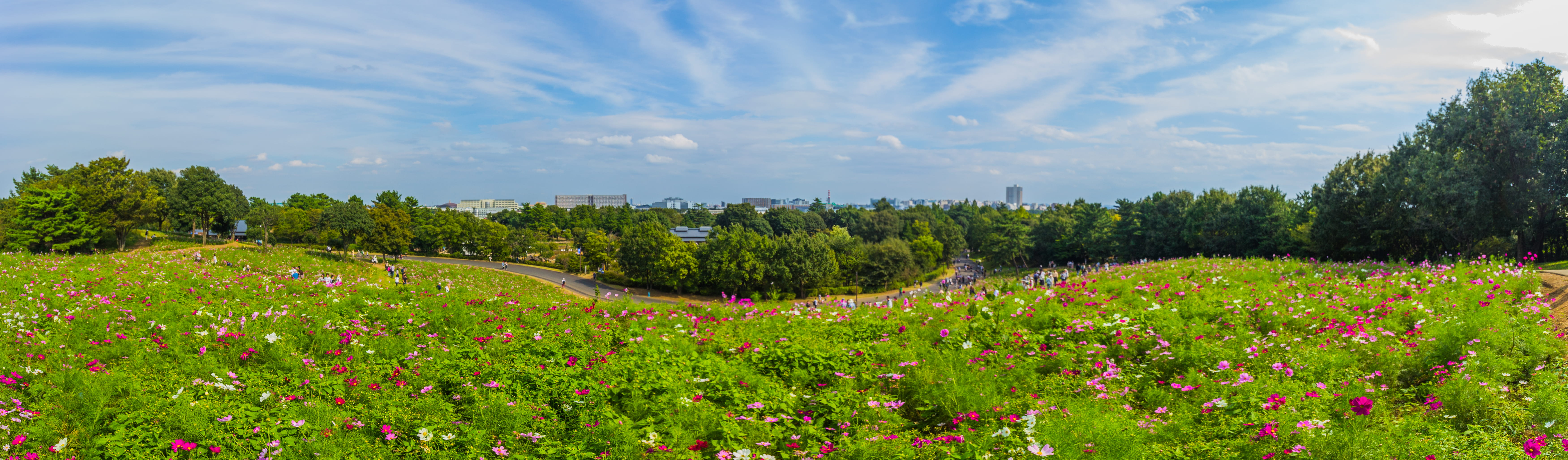 japan, 5K, showa kinen park, green color, environment, growth, tree, field, freshness, cloud - sky, beauty in nature, ornamental garden, tranquil scene, HD Wallpaper