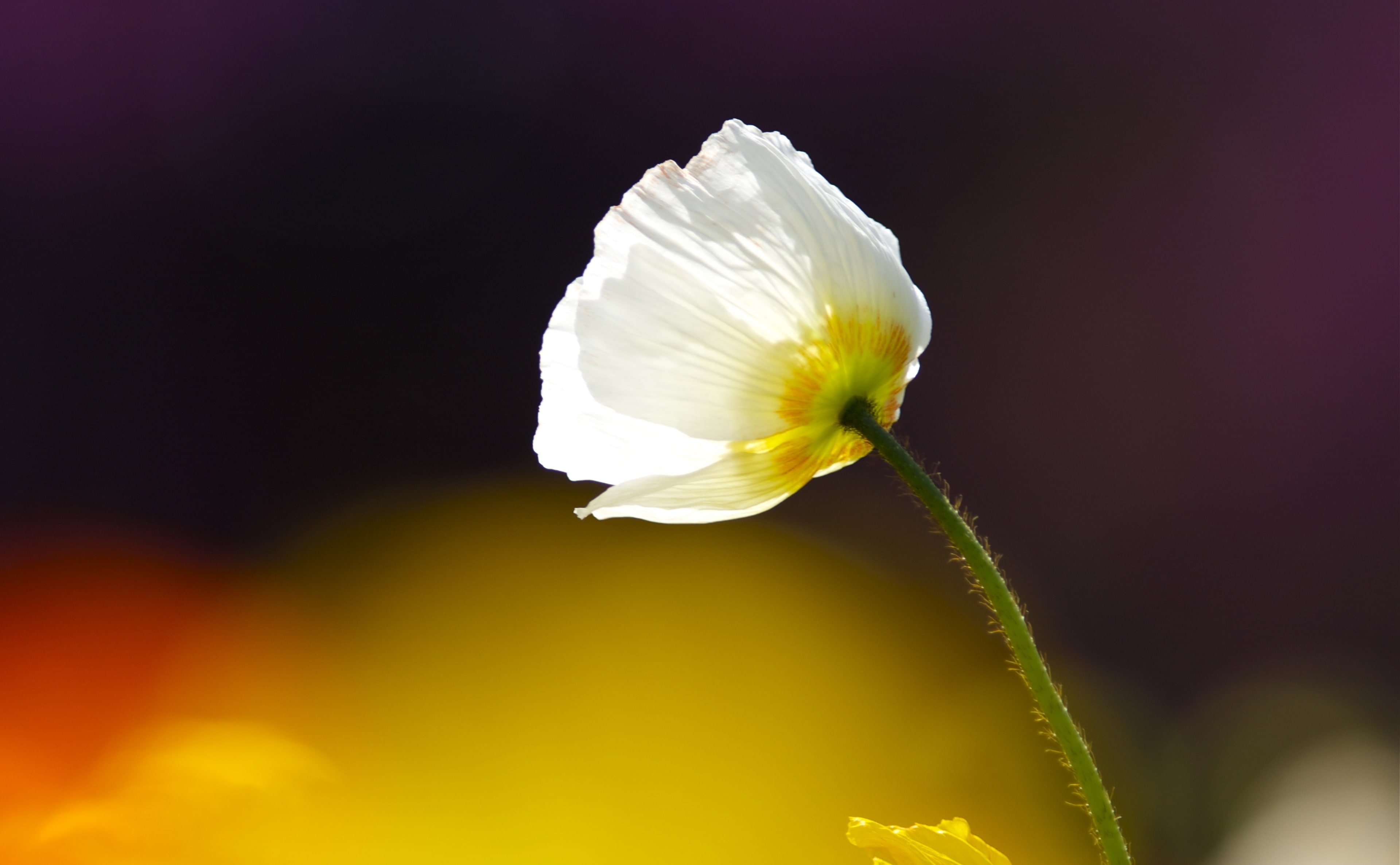 kouen, sepal, white, no people, Japan, canon, mark3, Lens, kinen, white color, kobaken, japanesecherry, Poppy, Bokeh, Asia, plant, beauty in nature, Spring, HD Wallpaper