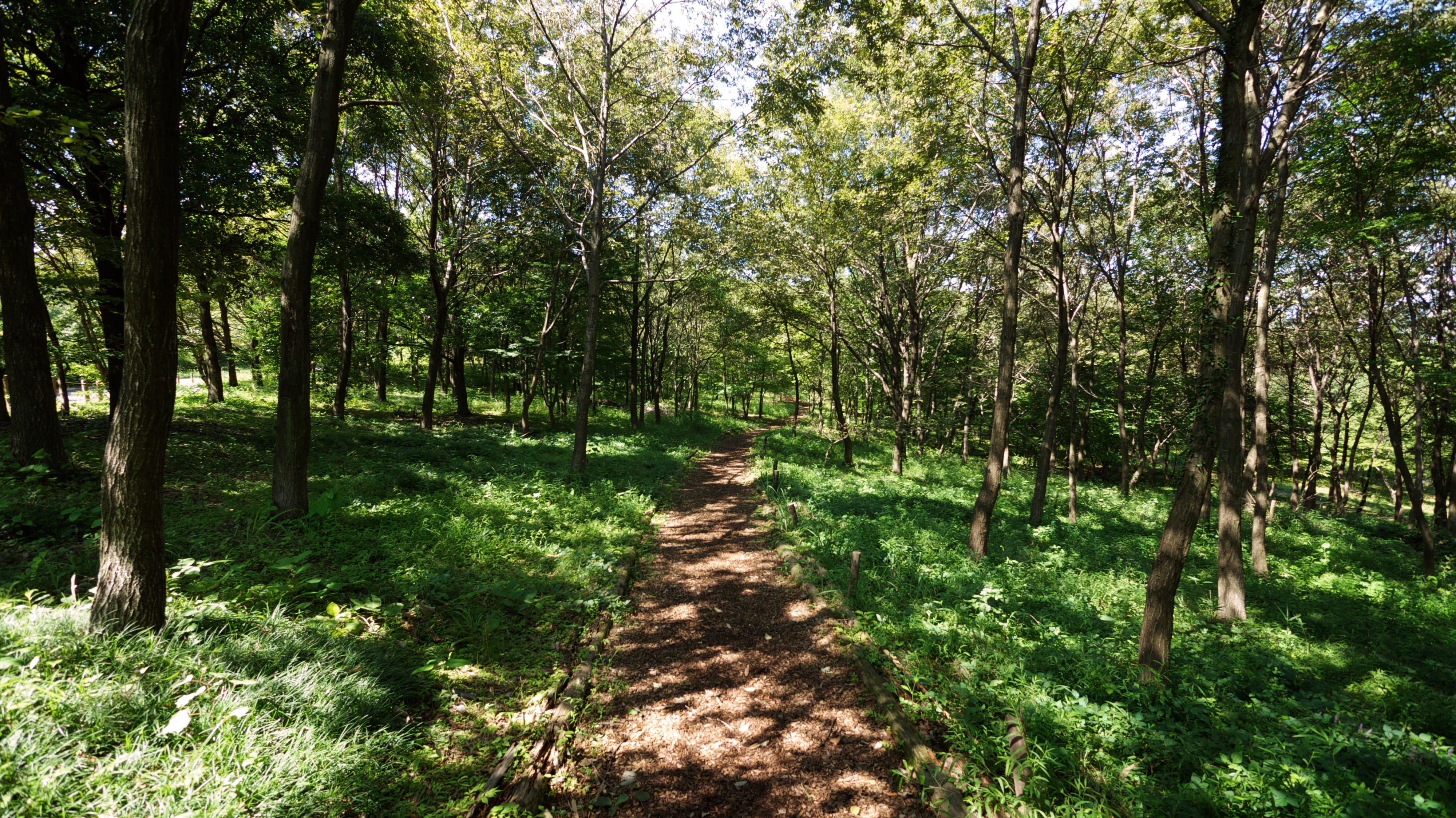plant, footpath, tree trunk, non-urban scene, showa kinen park, tree, trail, woodland, outdoors, land, tokyo, tachikawa, no people, sunlight, 4K, tranquil scene, HD Wallpaper