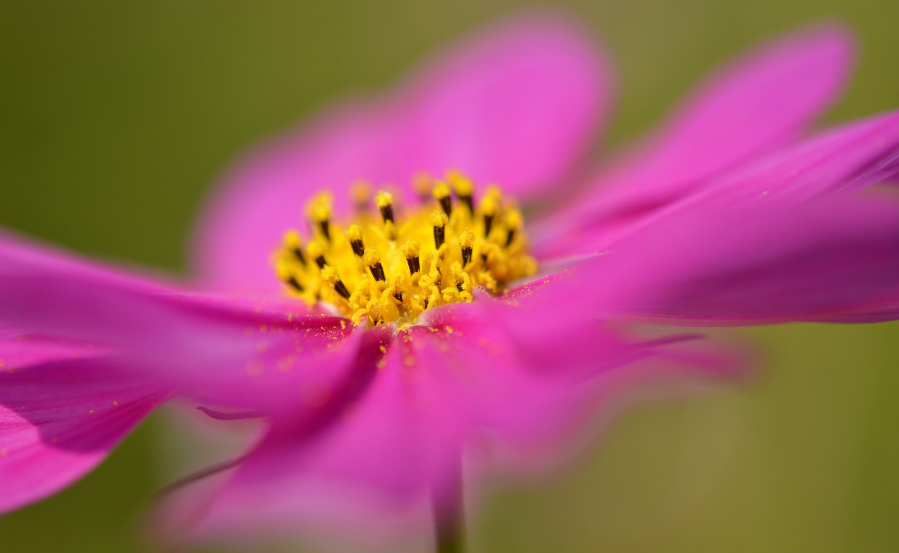 flower head, Memorial, growth, ornamental garden, yellow, softness, akishimashi, Japan, petal, pink, bipinnatus, Tokyo, Plant, outdoors, flowering plant, HD Wallpaper