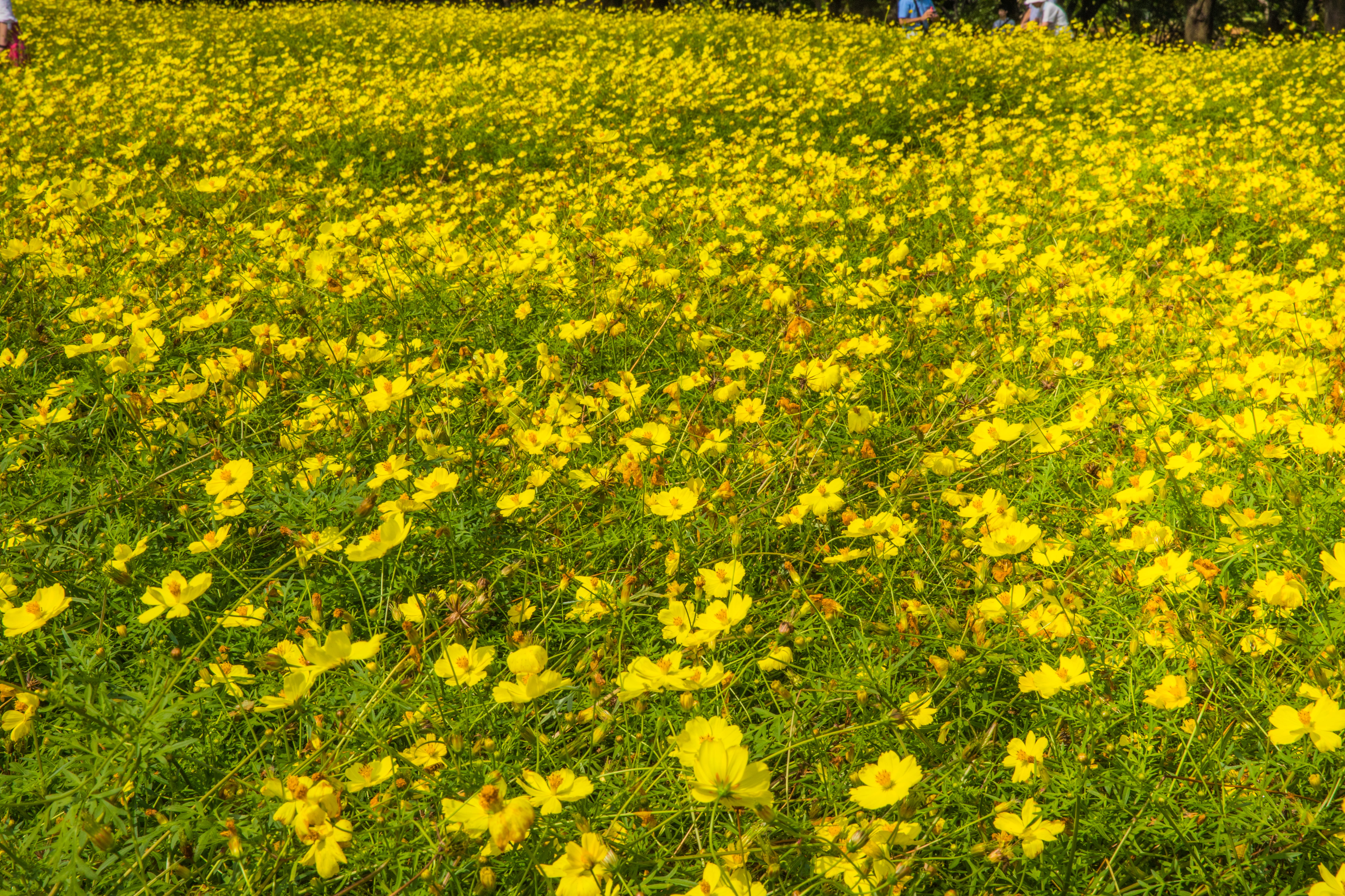 flowerbed, tranquility, springtime, japan, flowering plant, fragility, 5K, landscape, freshness, nature, flower, rural scene, yellow, day, beauty in nature, HD Wallpaper