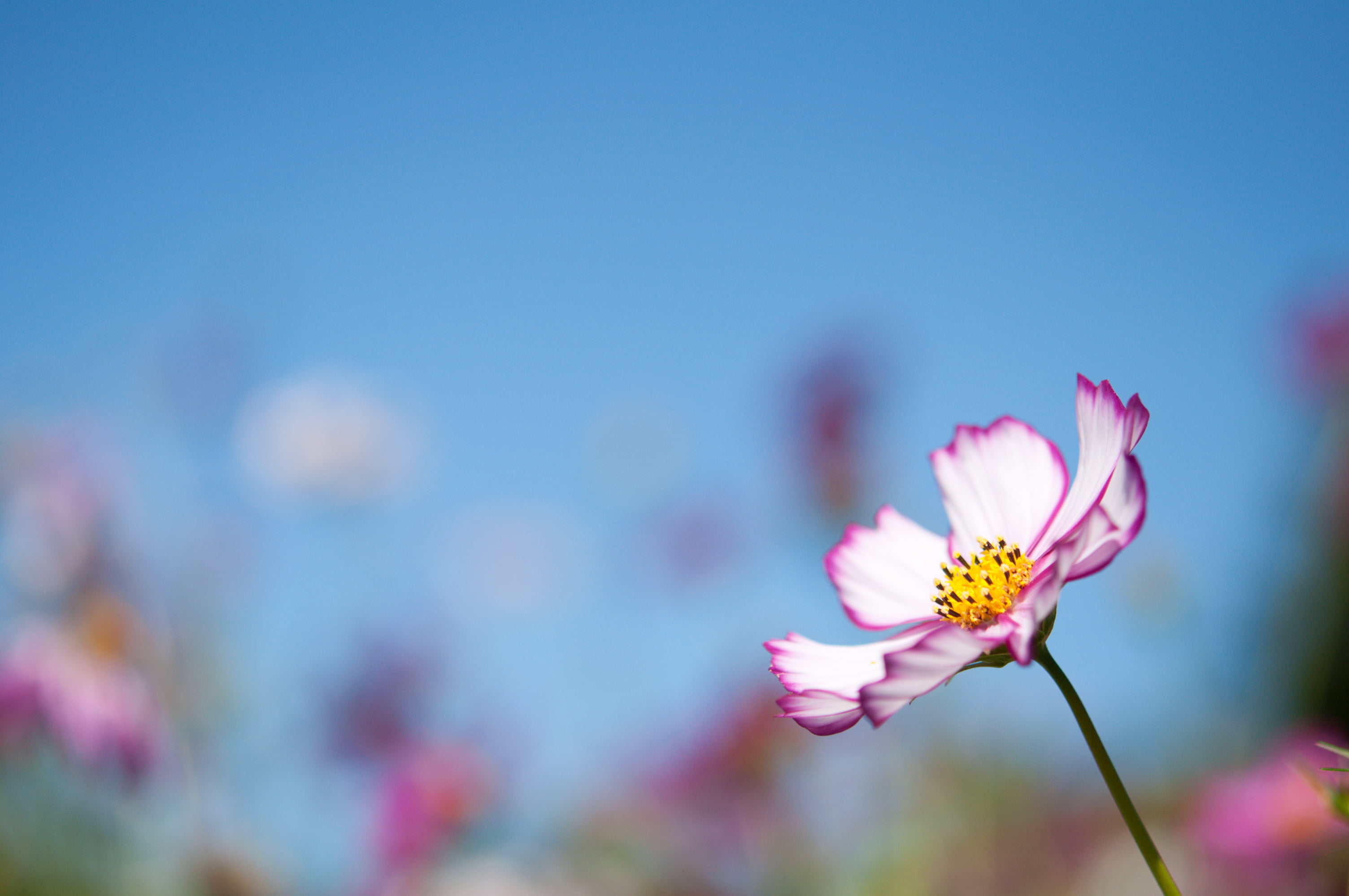 whit, Tachikawa  Tokyo, plant, photo, ボケ, flower, bokeh, 2K, Tokio, selective focus, pink Color, summer, 東京, focus, macro, selective, garden, マクロ, purple, HD Wallpaper