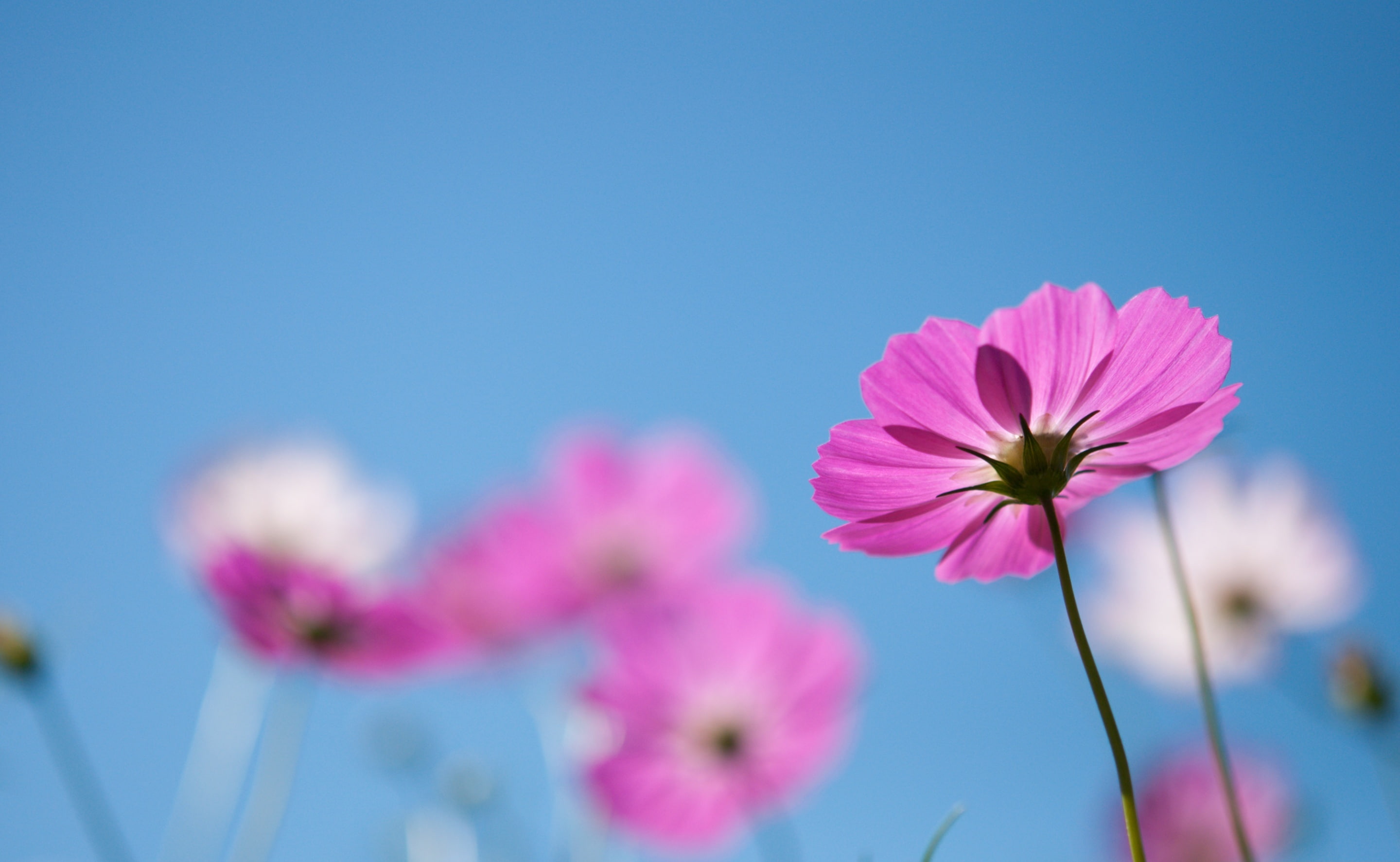 close-up, freshness, Plant, Tokio, springtime, petal, flowering plant, Cosmos, fragility, blue, tokyoprefecture, outdoors, showa, beauty in nature, flower head, HD Wallpaper