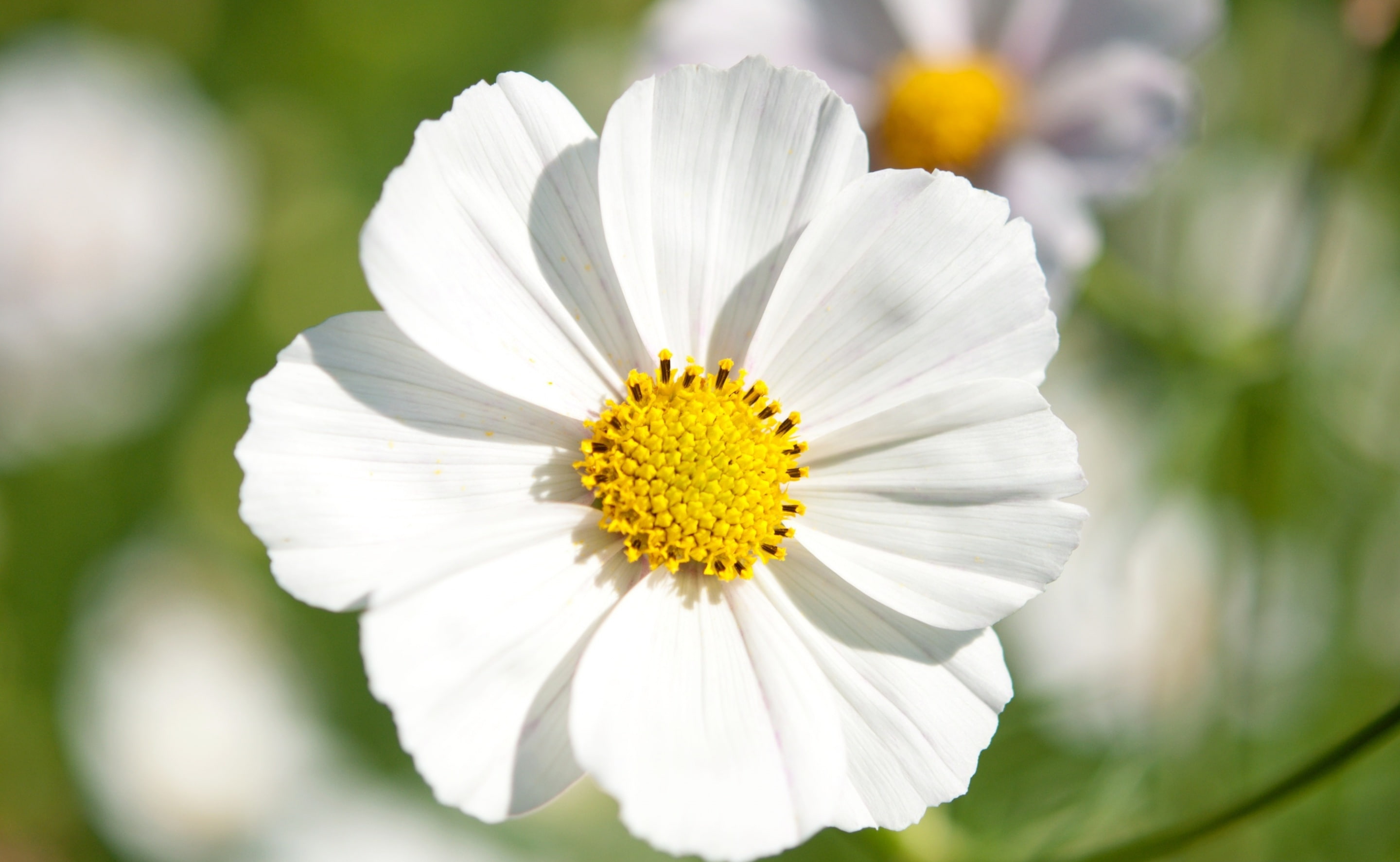 Plant, Japan, tachikawa, Memorial, Cosmos, inflorescence, Flowers, white color, flowering plant, springtime, Tokyo, no people, 2K, day, petal, freshness, HD Wallpaper