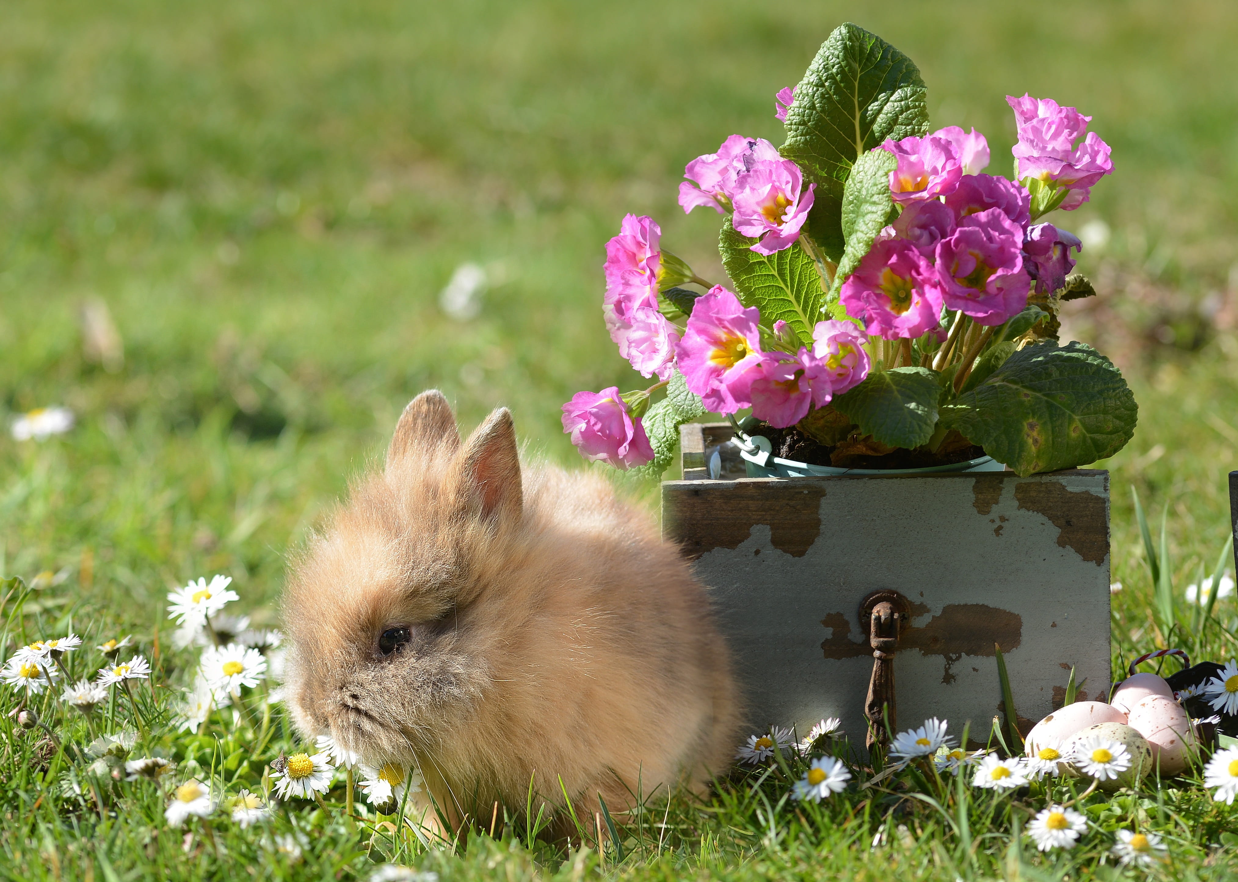 small, furry, rodent, easter, domestic animals, animal world, purple, cute, animal, plant, close-up, green color, animal wildlife, rabbit, flower head, HD Wallpaper